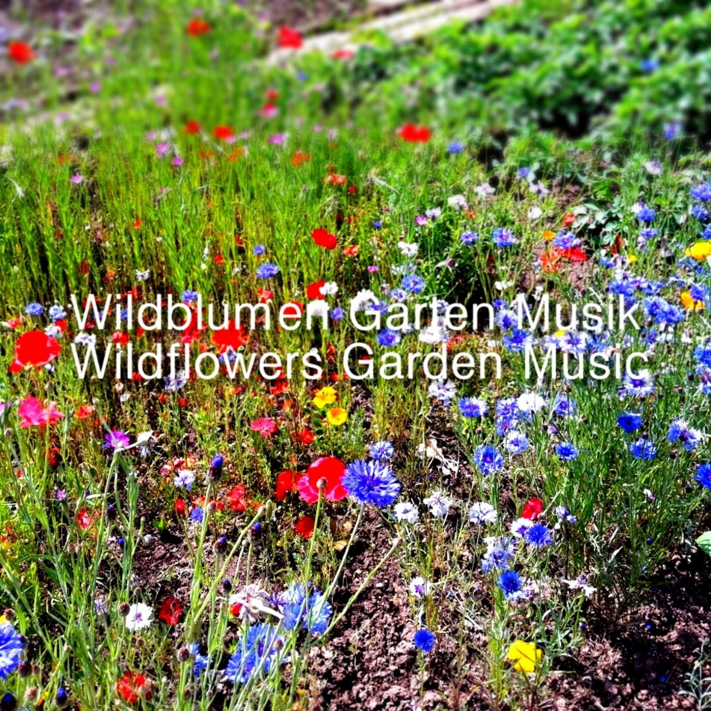 Wildblumen Garten Musik