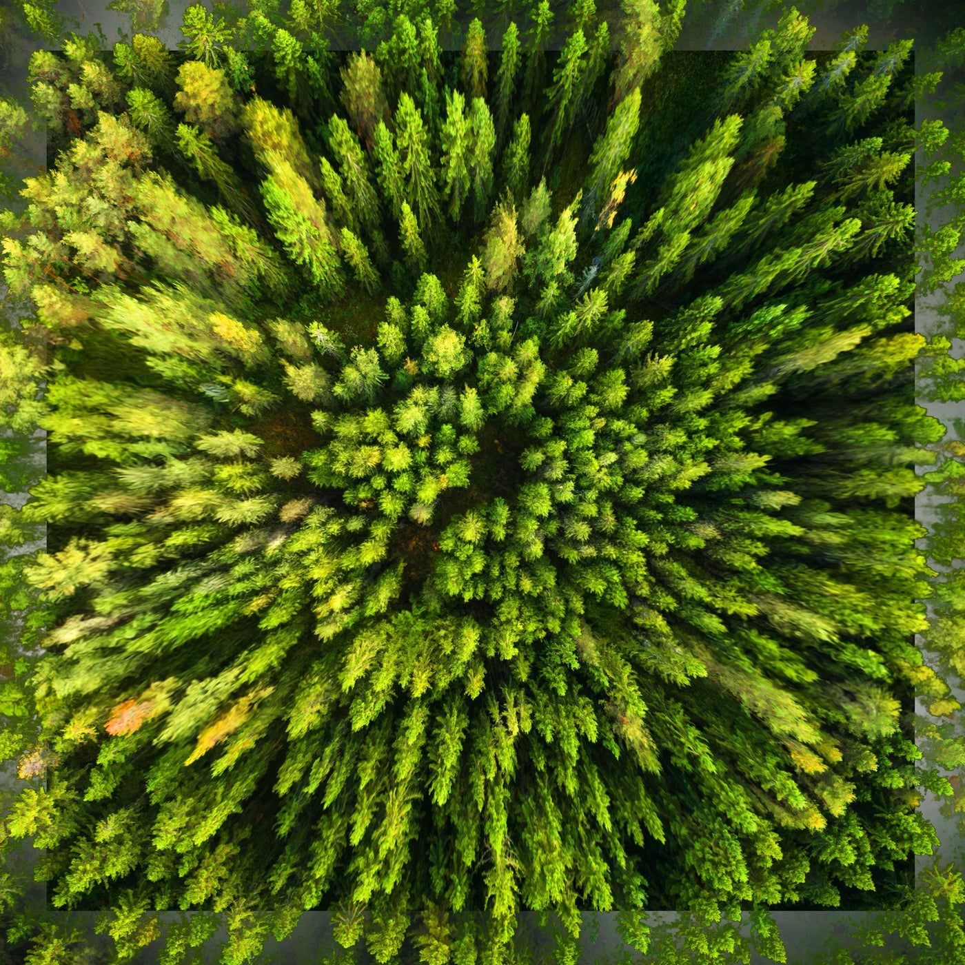 Wald