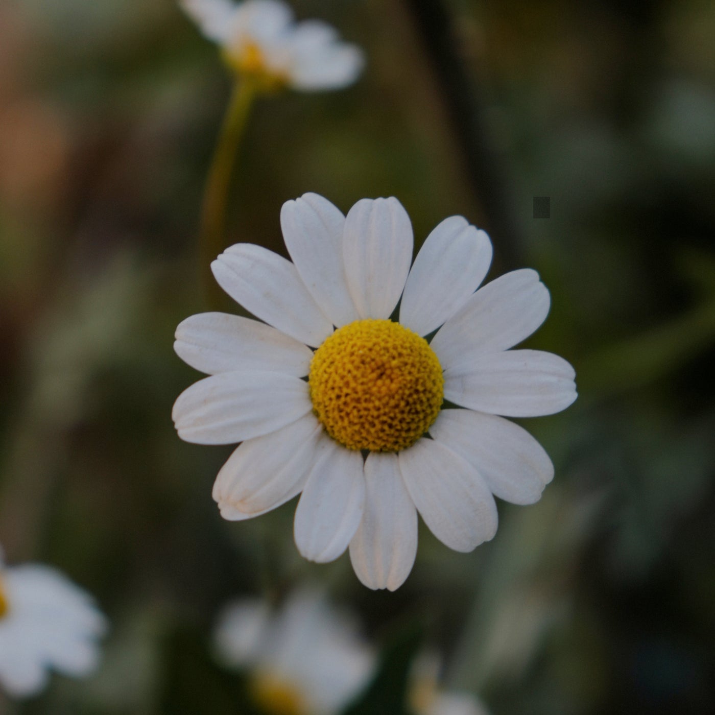 Chamomile