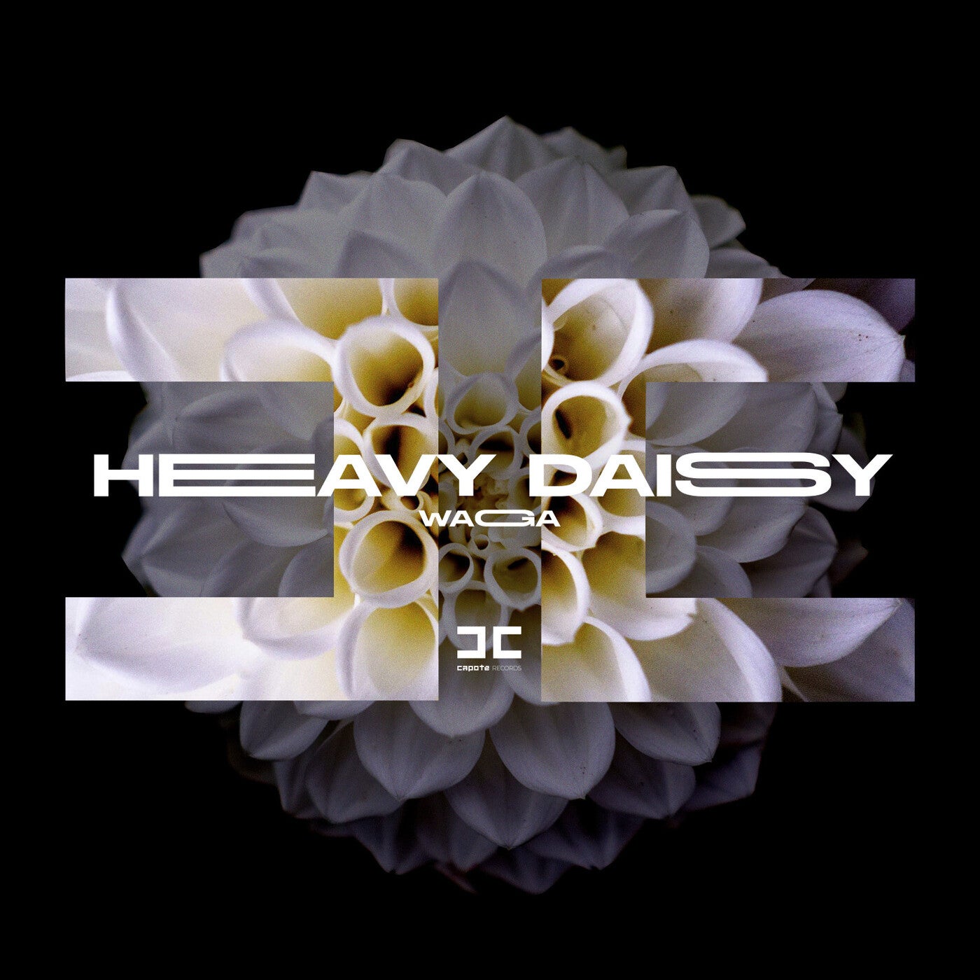 Heavy Daisy