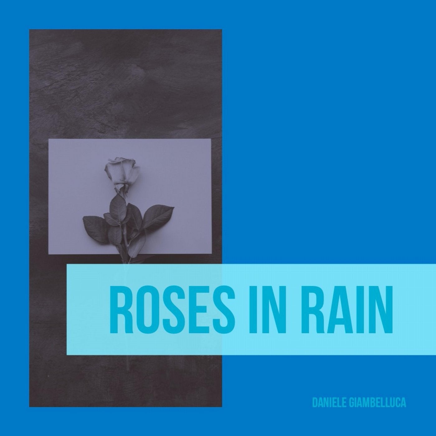 Roses in Rain