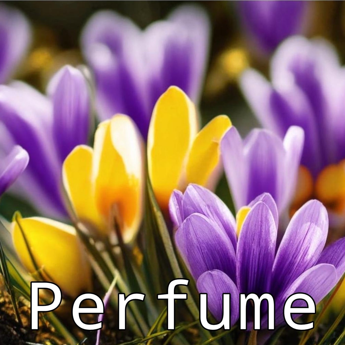 Perfume