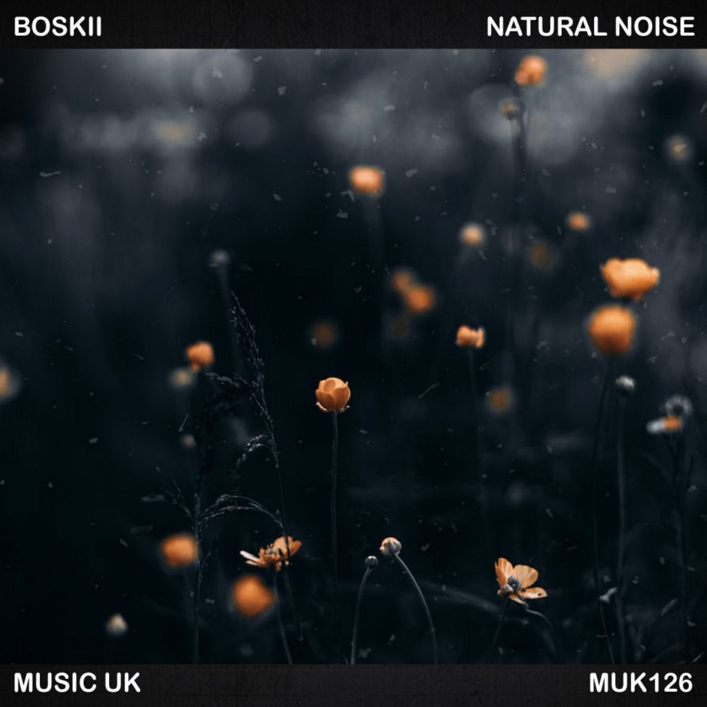 Natural Noise