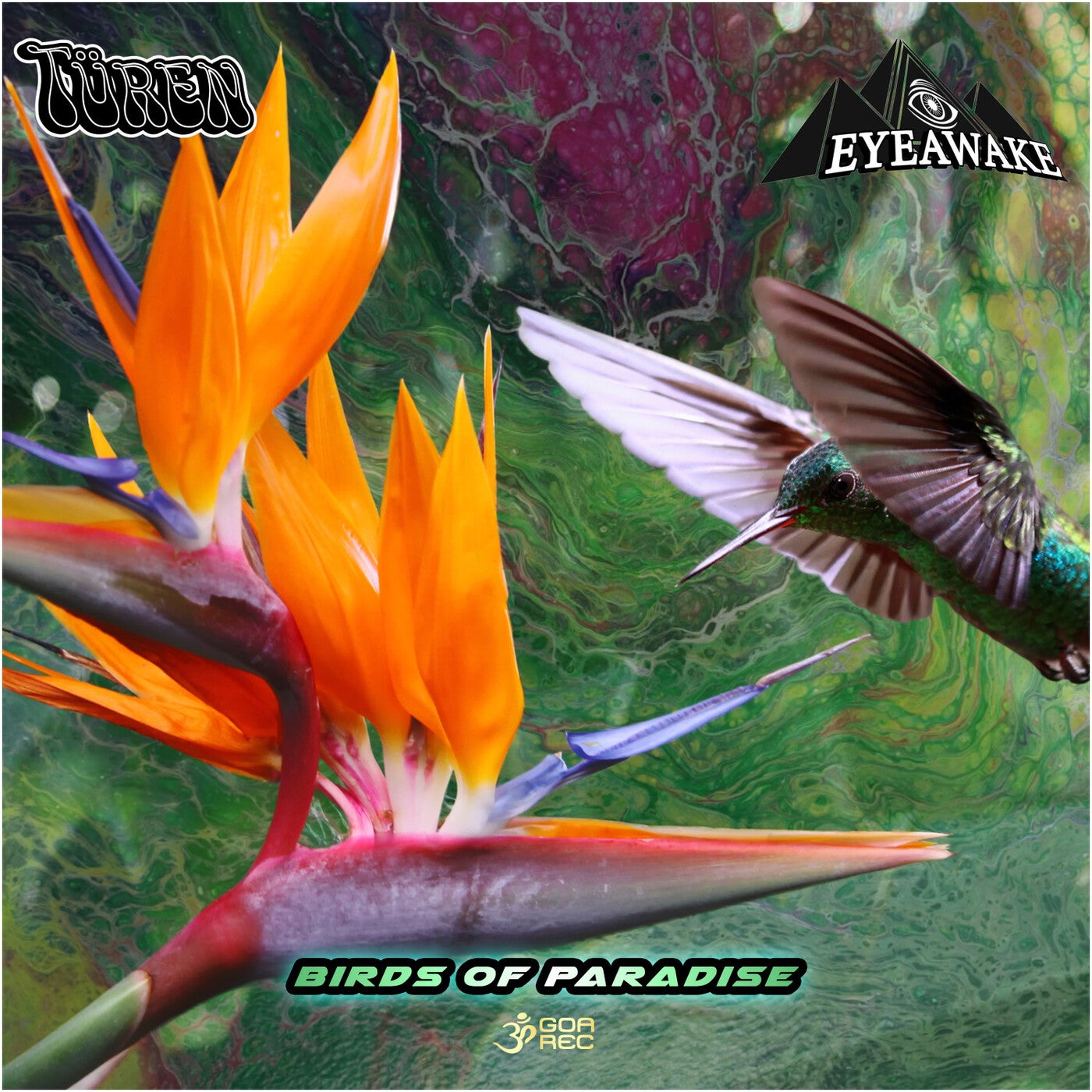 Birds of Paradise