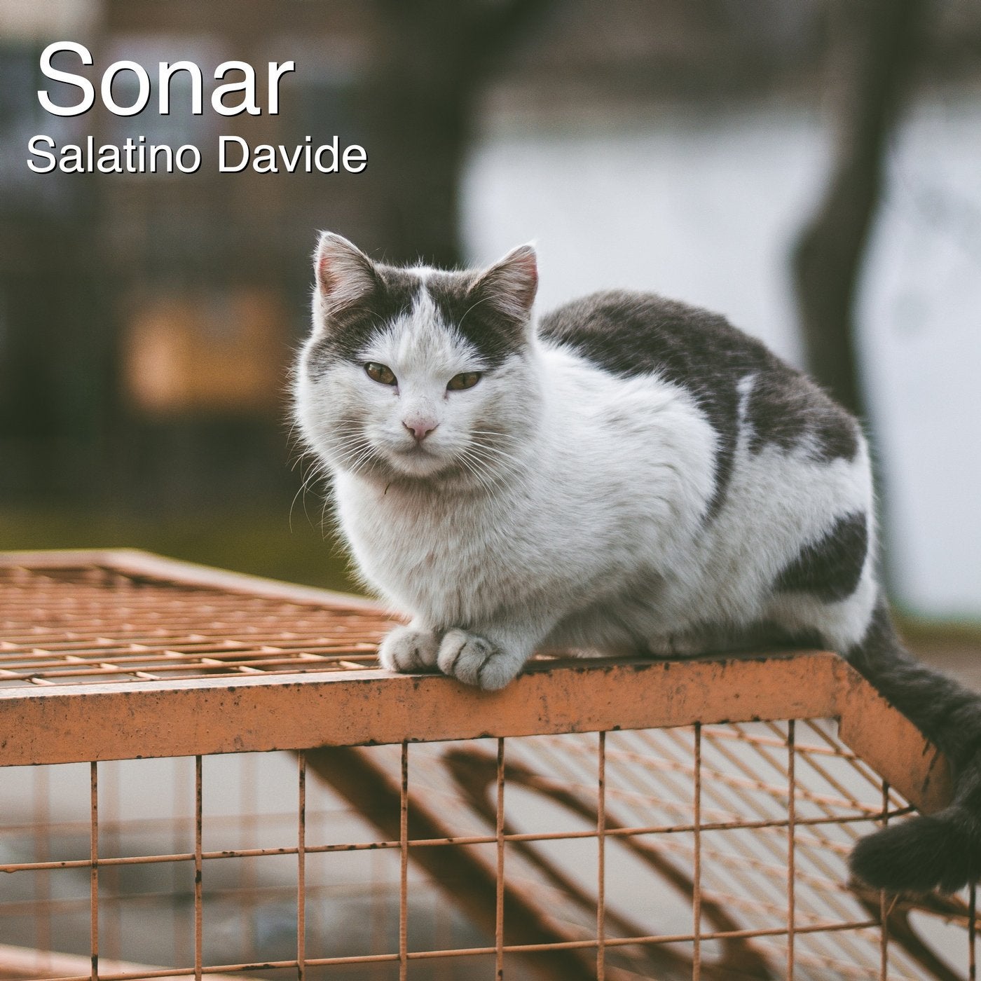 Sonar