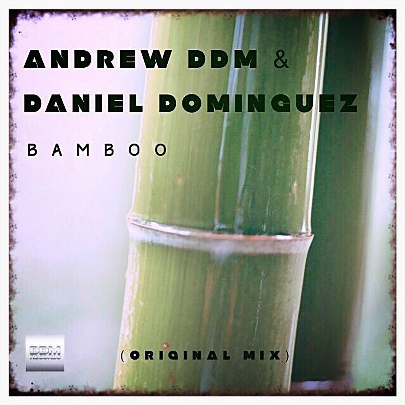 Bamboo