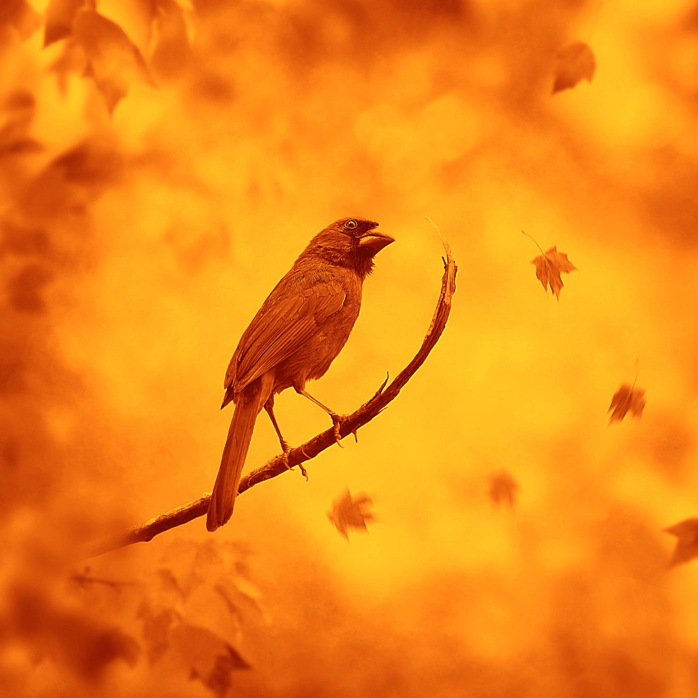 Cardinal Drums Version