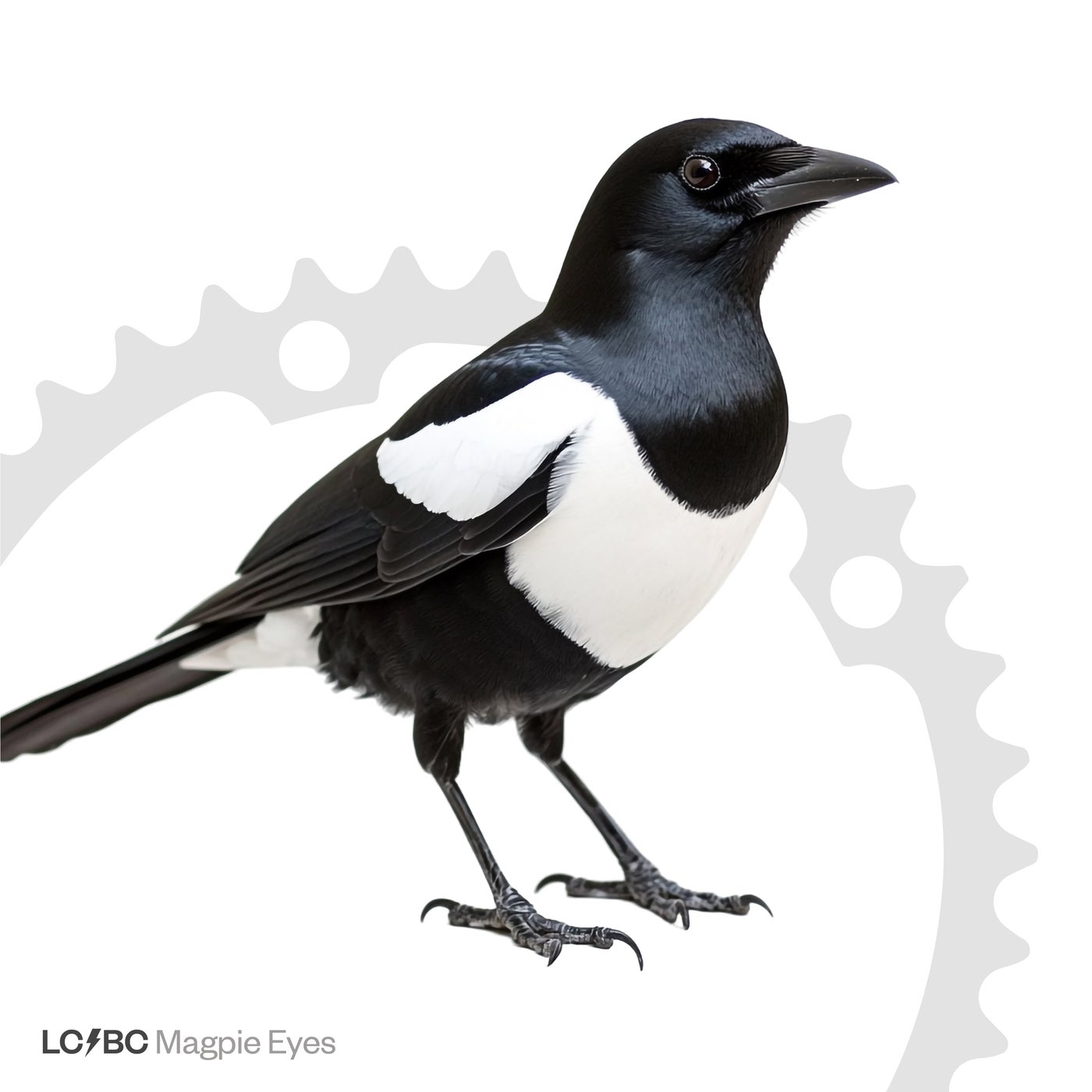 Magpie Eyes