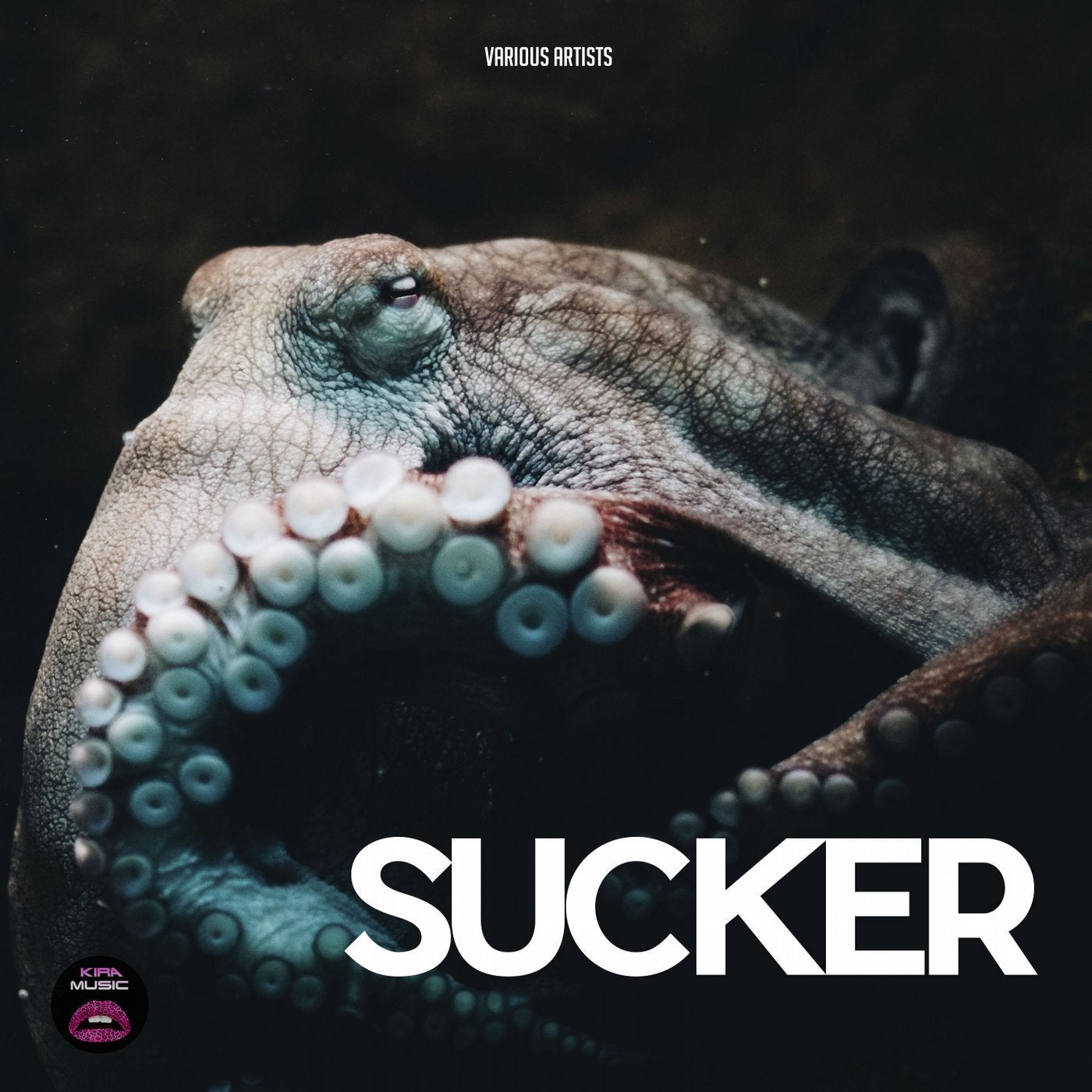 Sucker