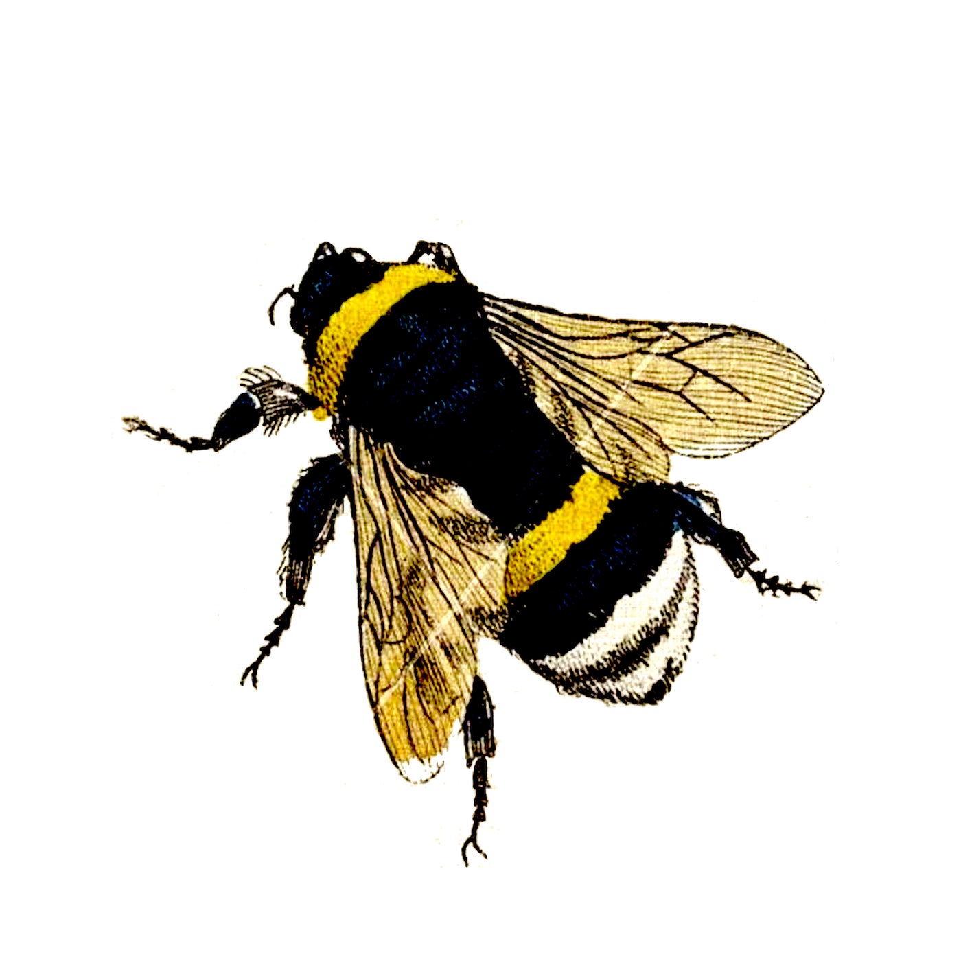 Honey So Sweet