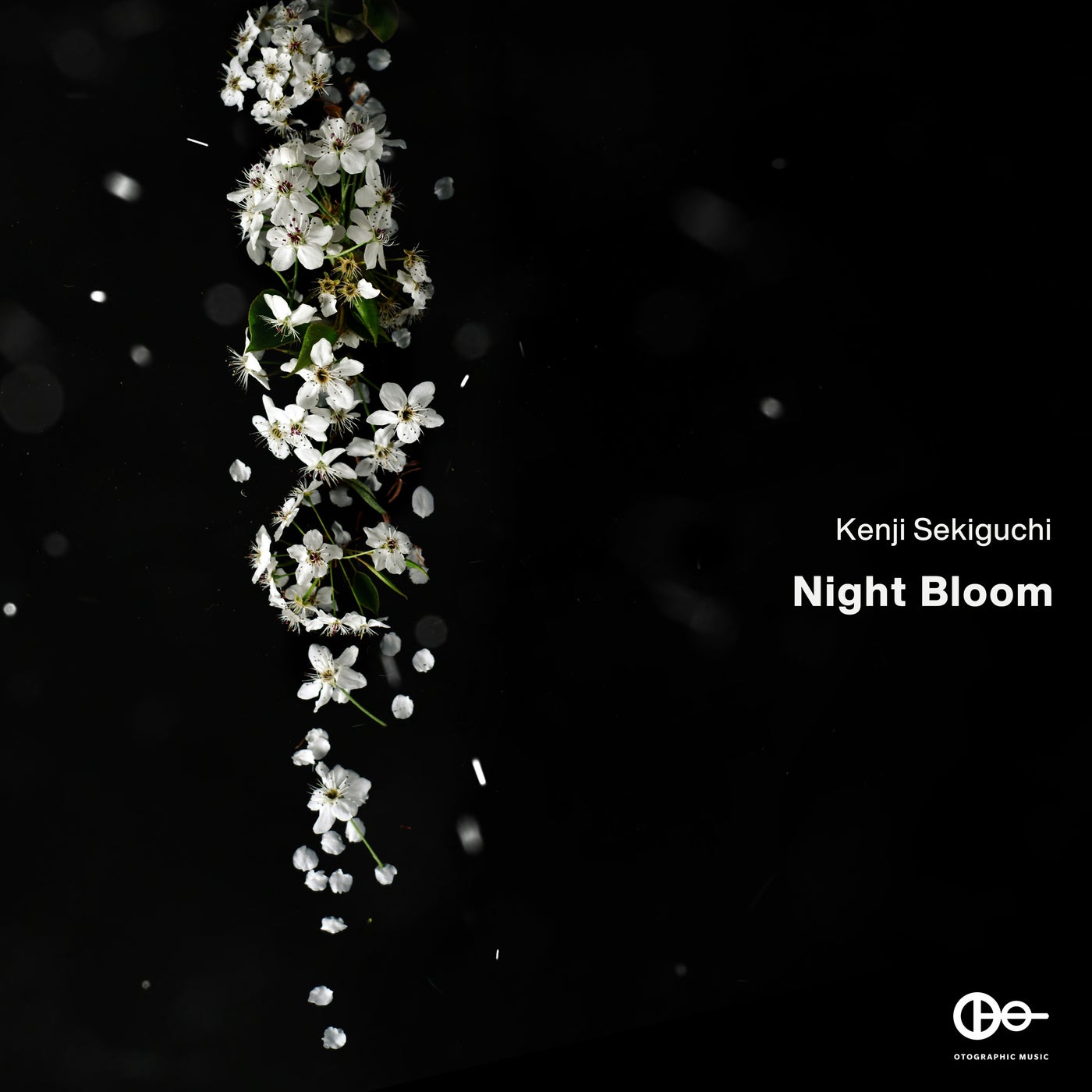 Night Bloom