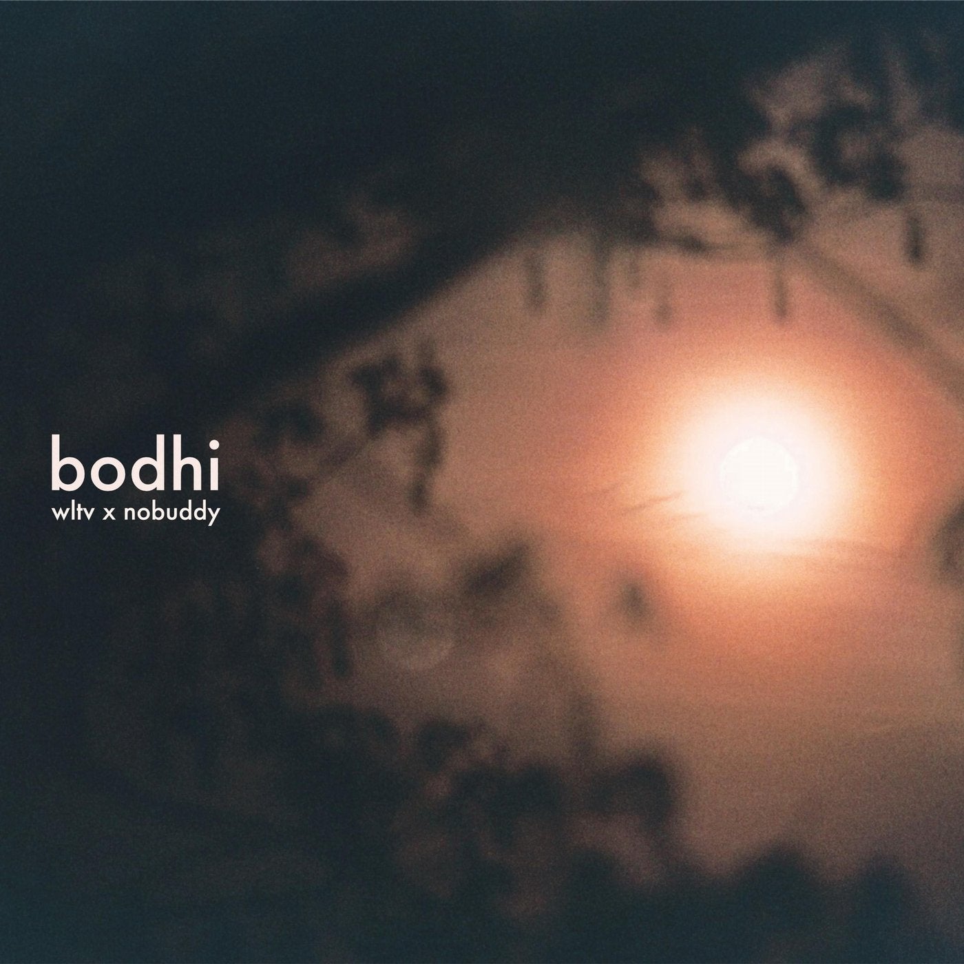 bodhi