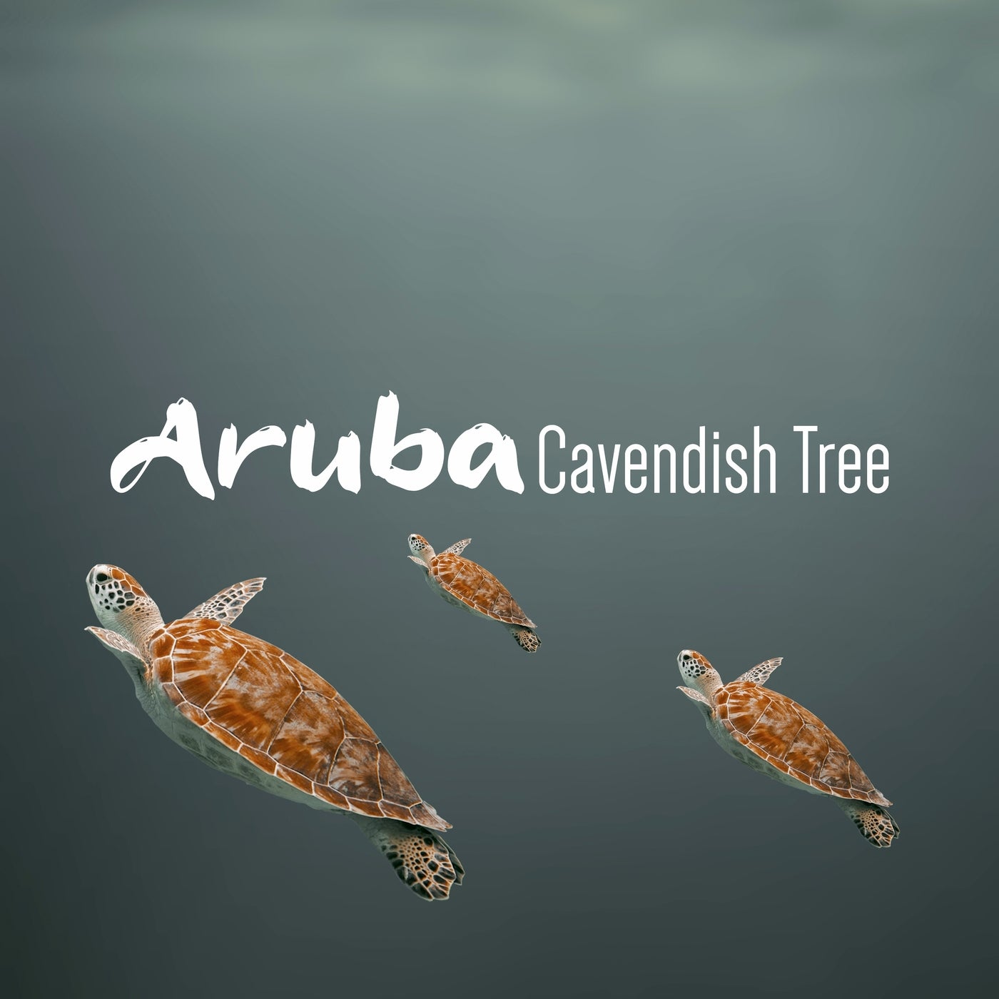 Aruba