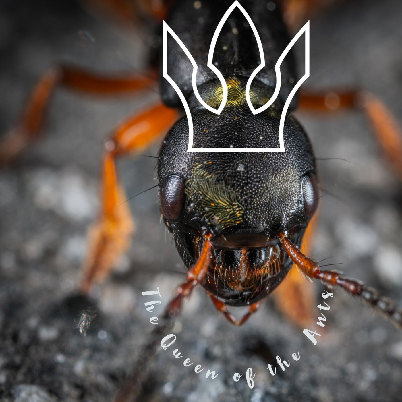 The Queen of the Ants