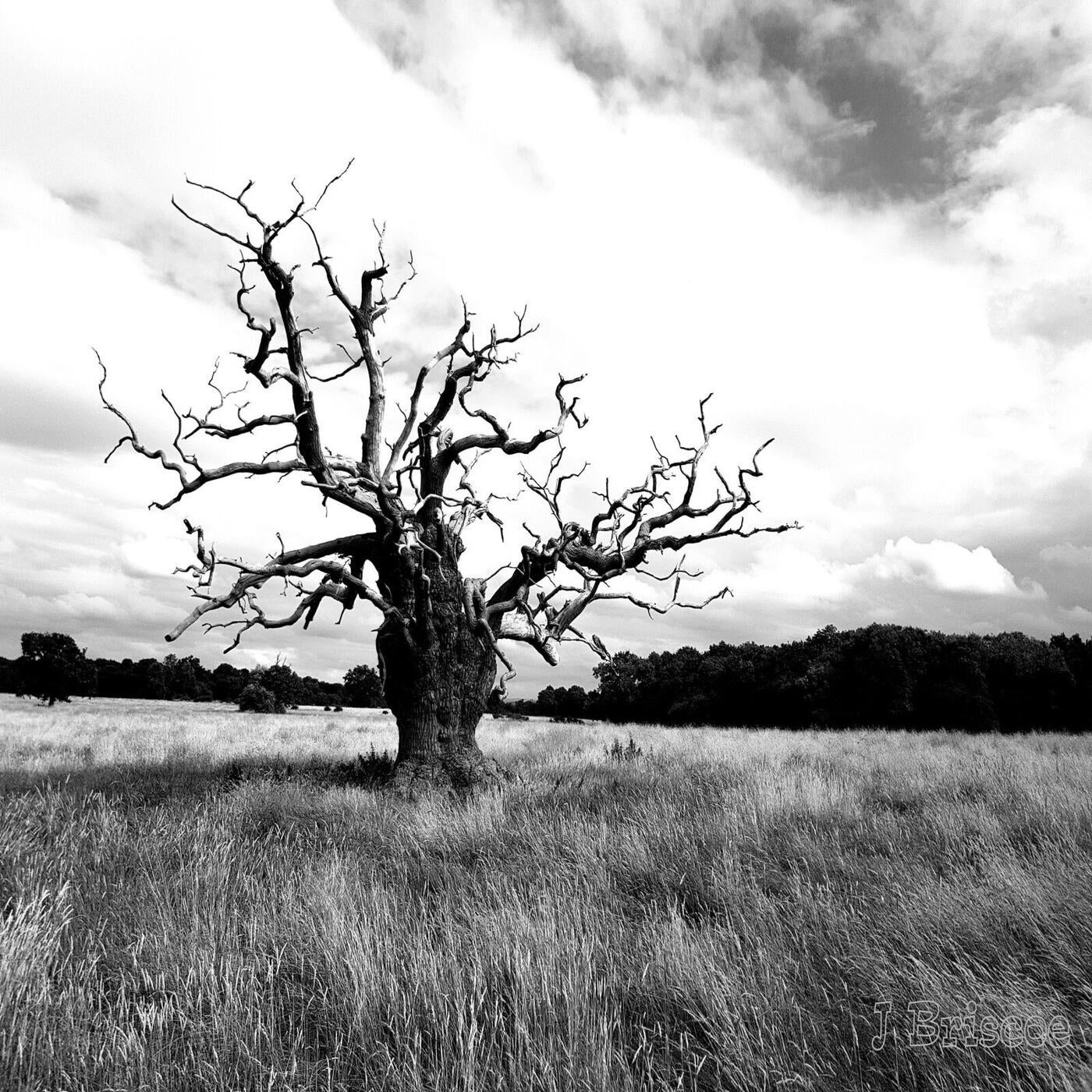 Dakota (Trance edit)