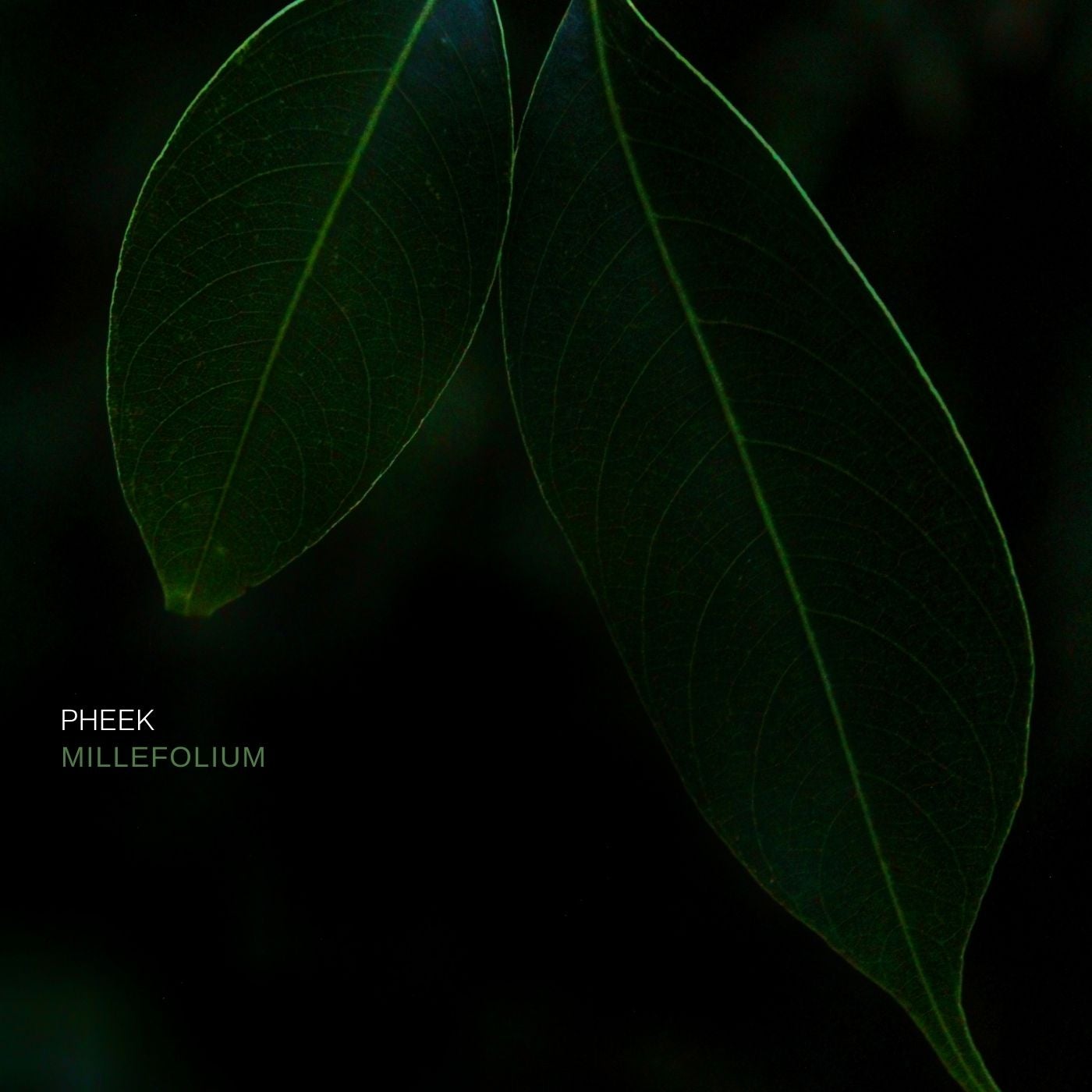 Millefolium