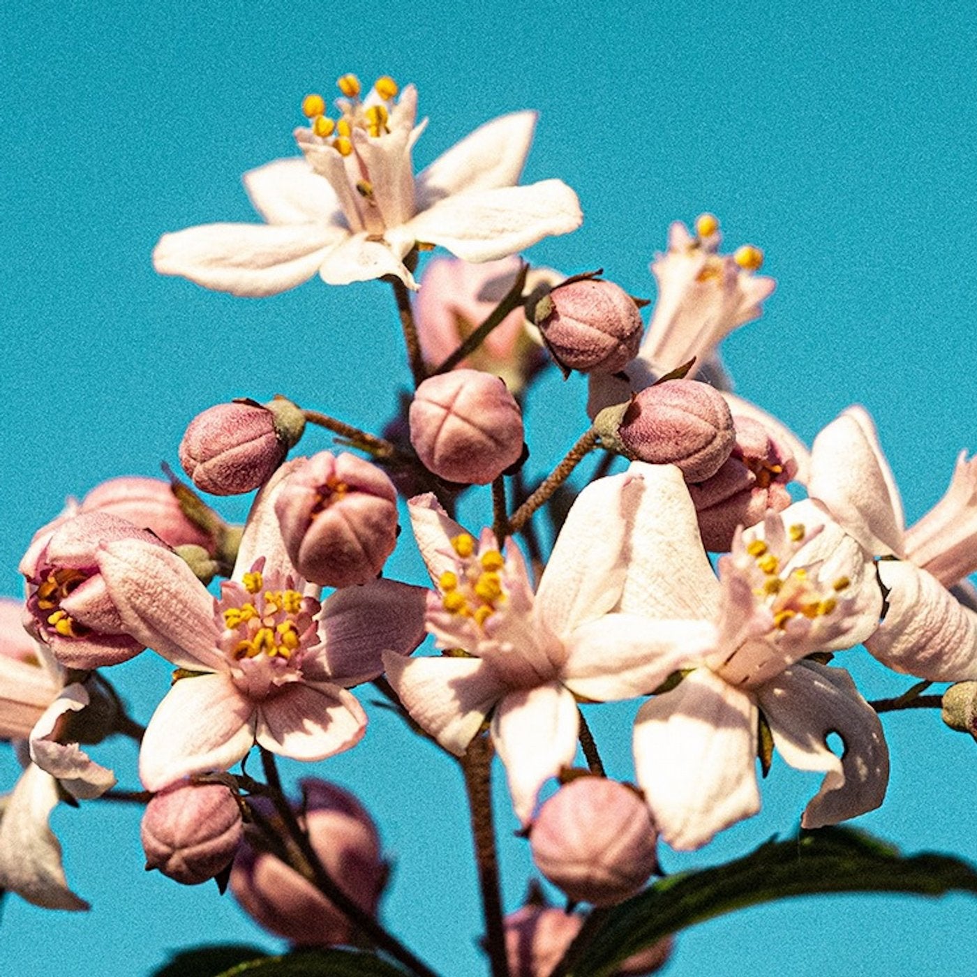 Greater Love / Flower And Willow World