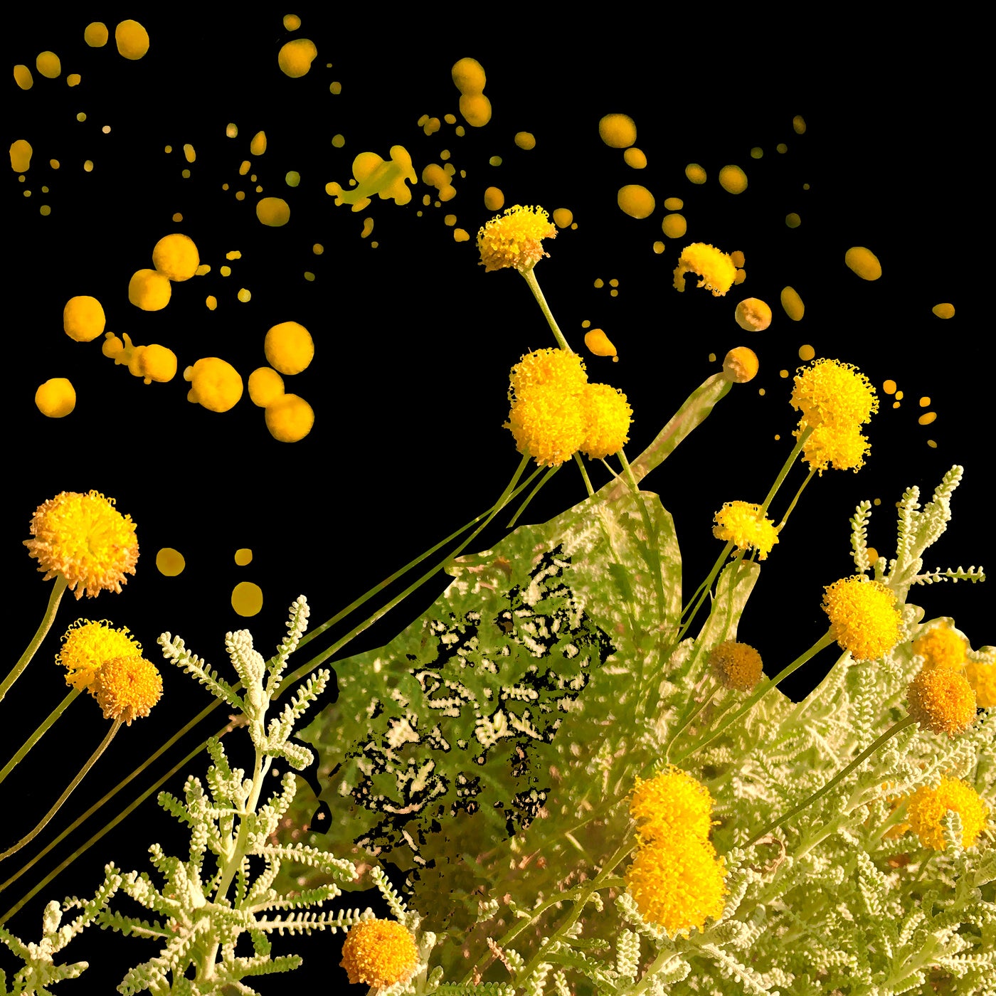 Bank of Wildflowers (feat. Georgia) (Leftfield Remix)