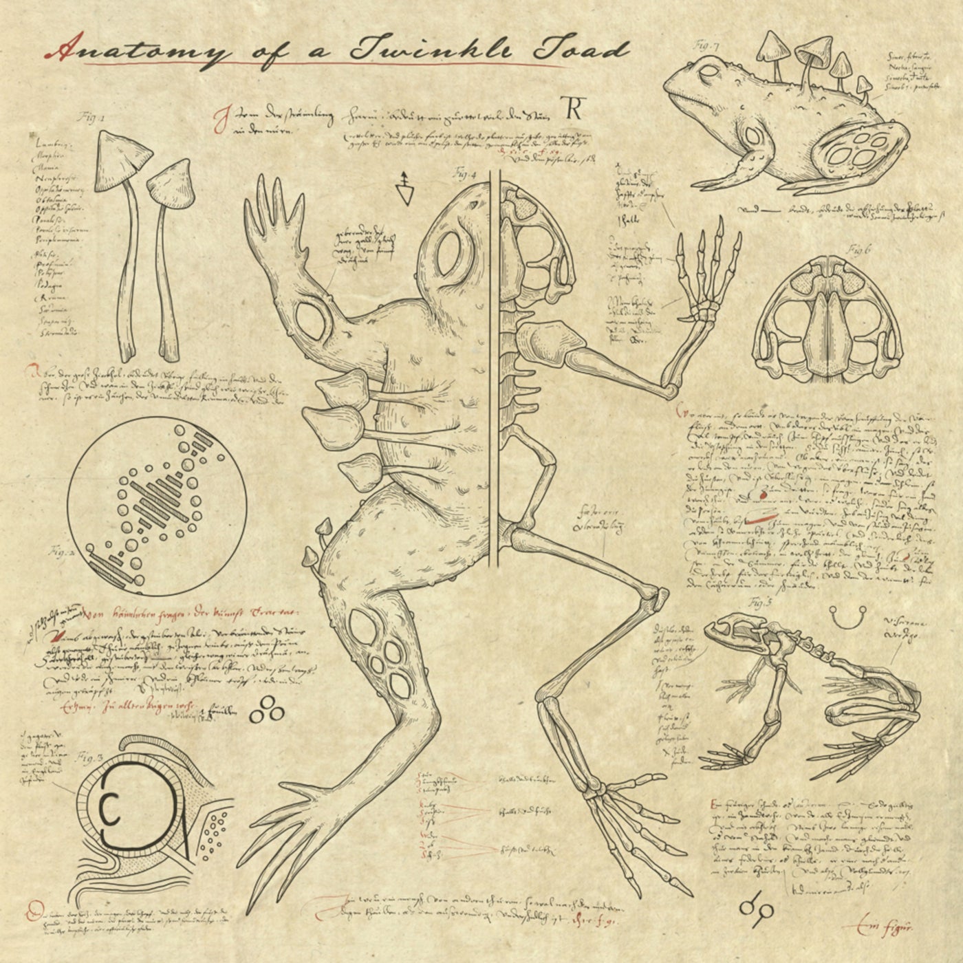 Anatomy of a Twinkle Toad