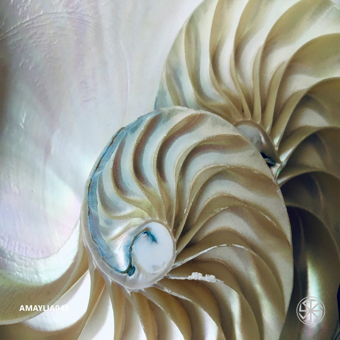 Amaylia043