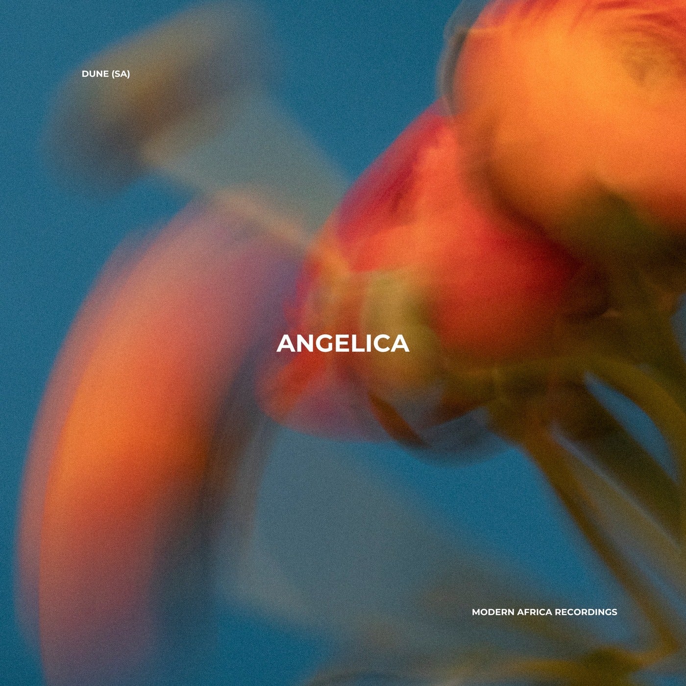 Angelica