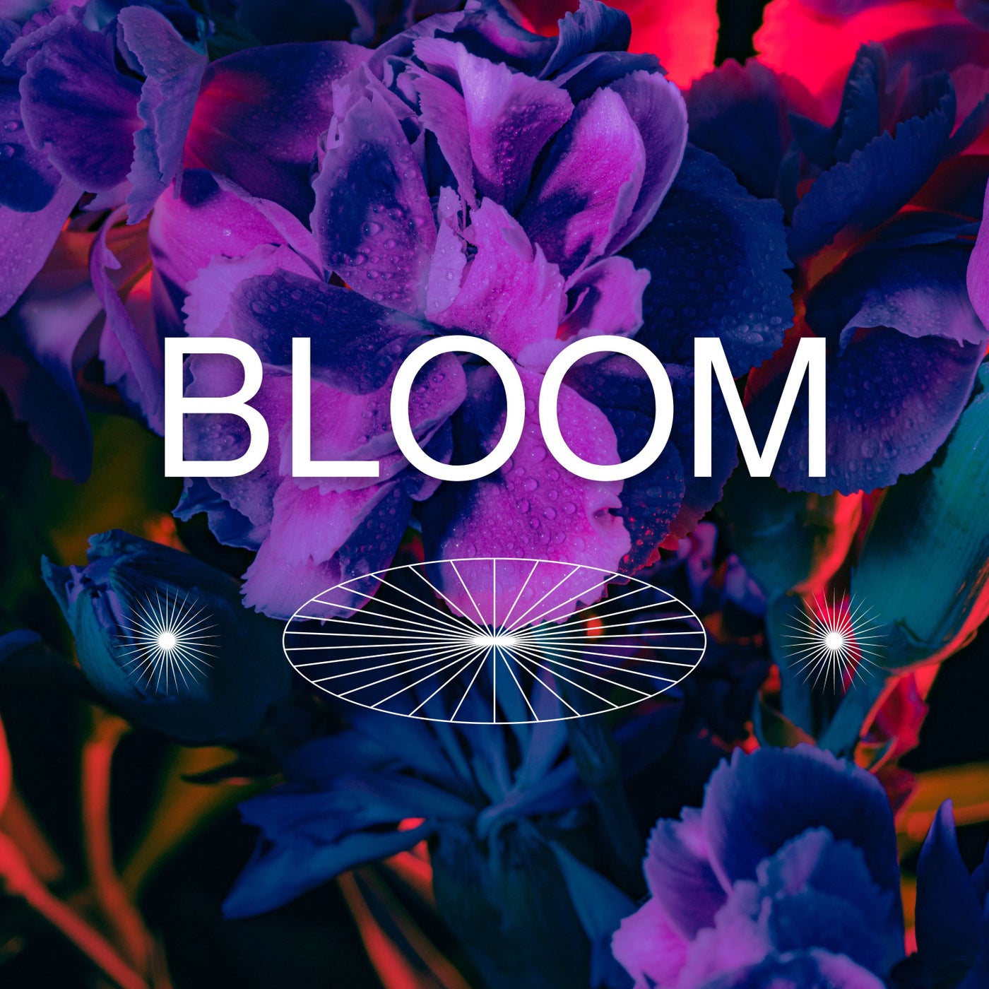 Bloom