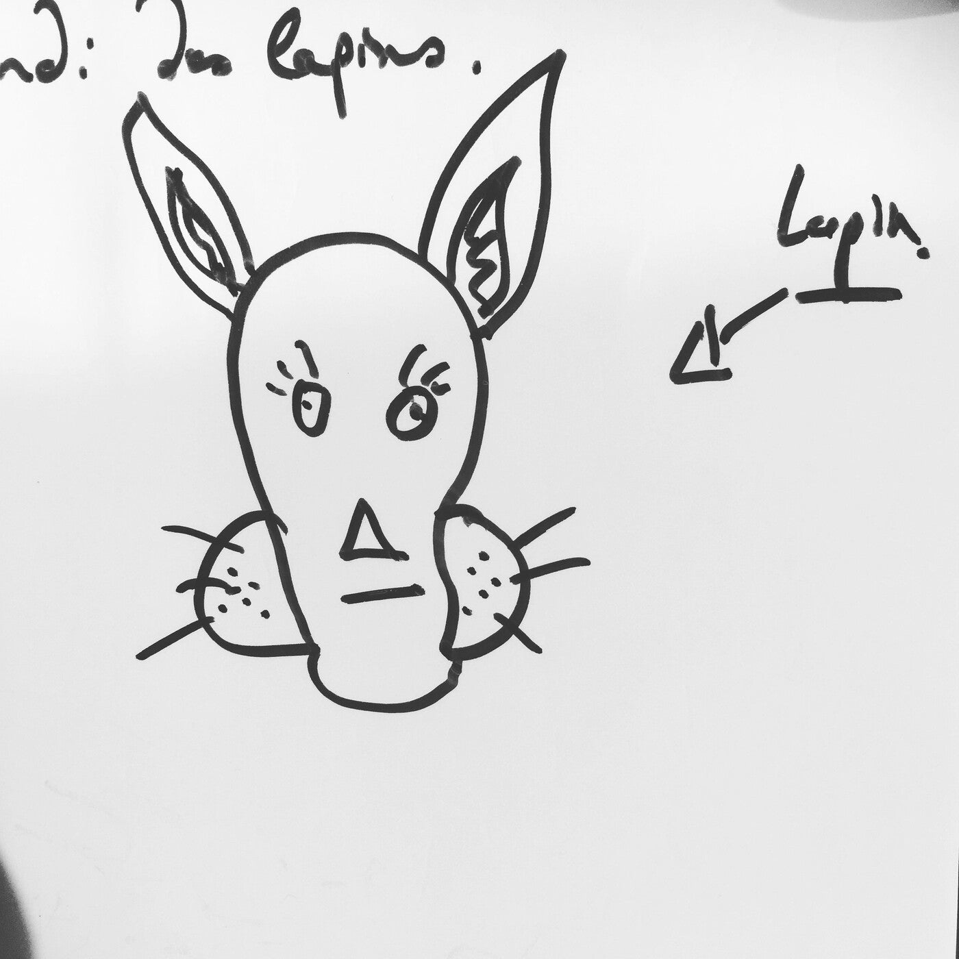 Lapin noir