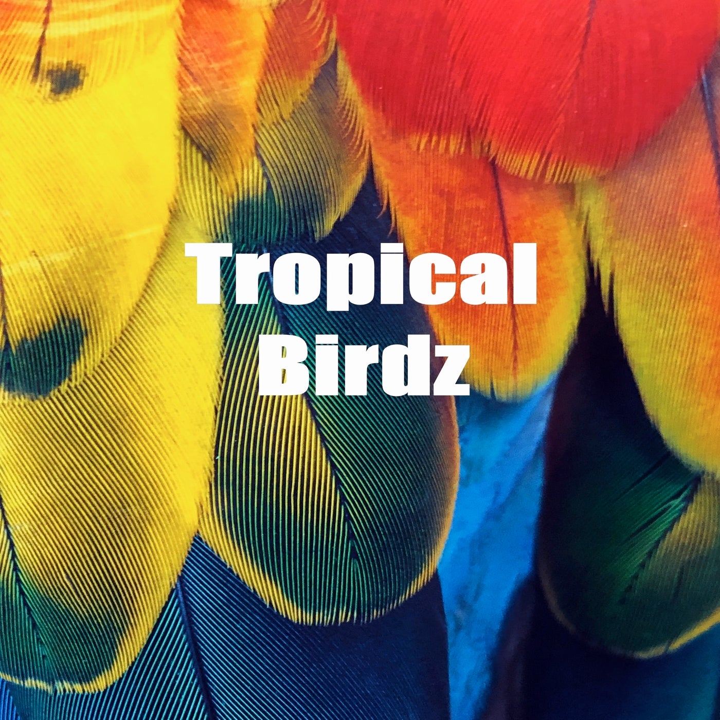 Tropical Birdz