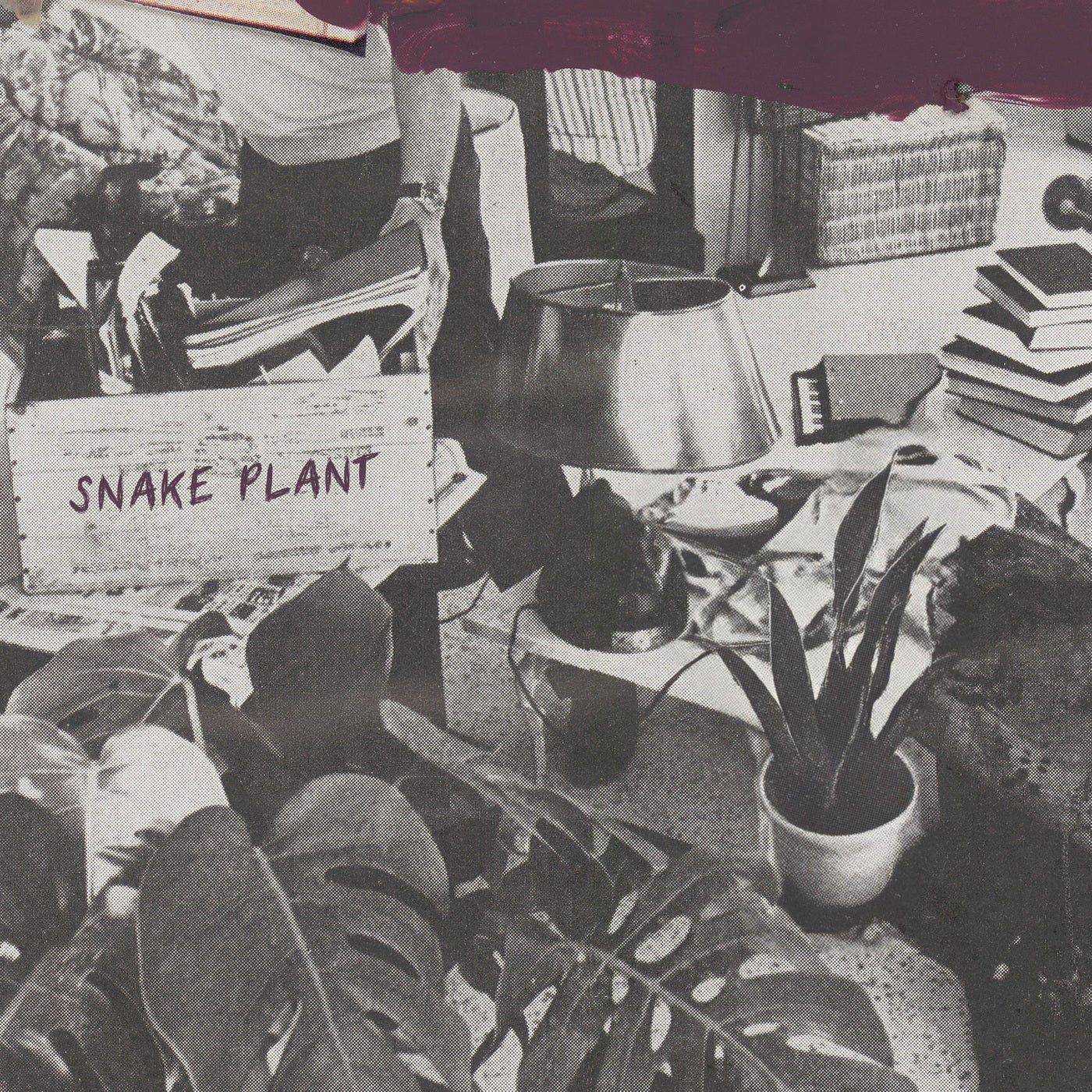 Snake Plant