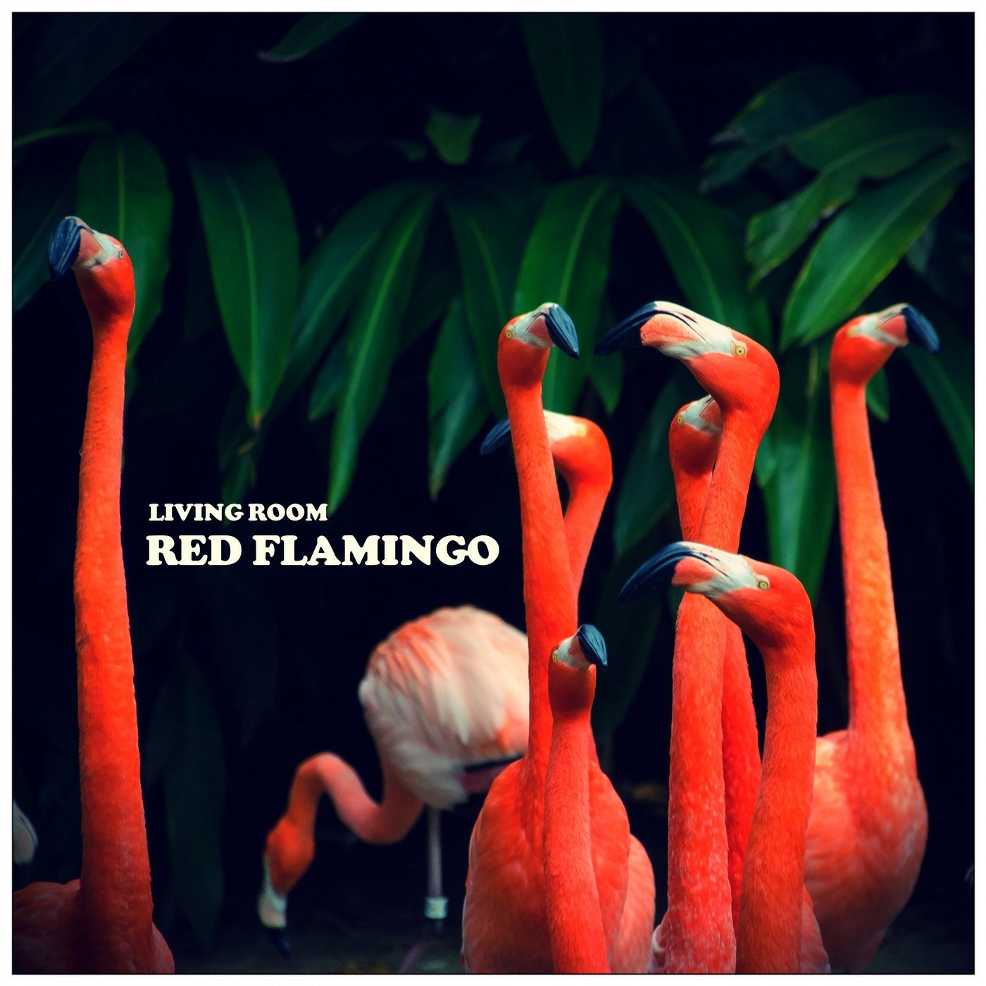 Red Flamingo