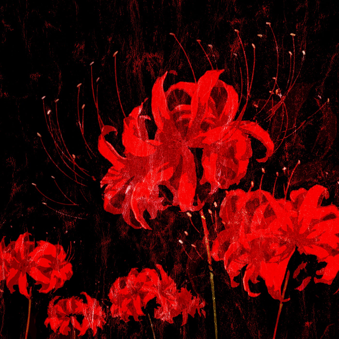 LYCORIS RADIATA