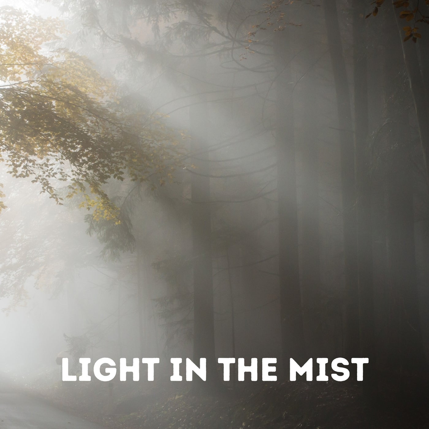 Light in the Mist