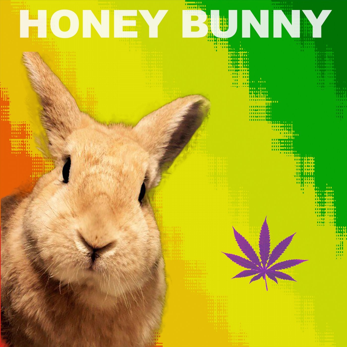 Honey Bunny. Хани бани. Honey Bunny перевод. Ханни Банни фото.