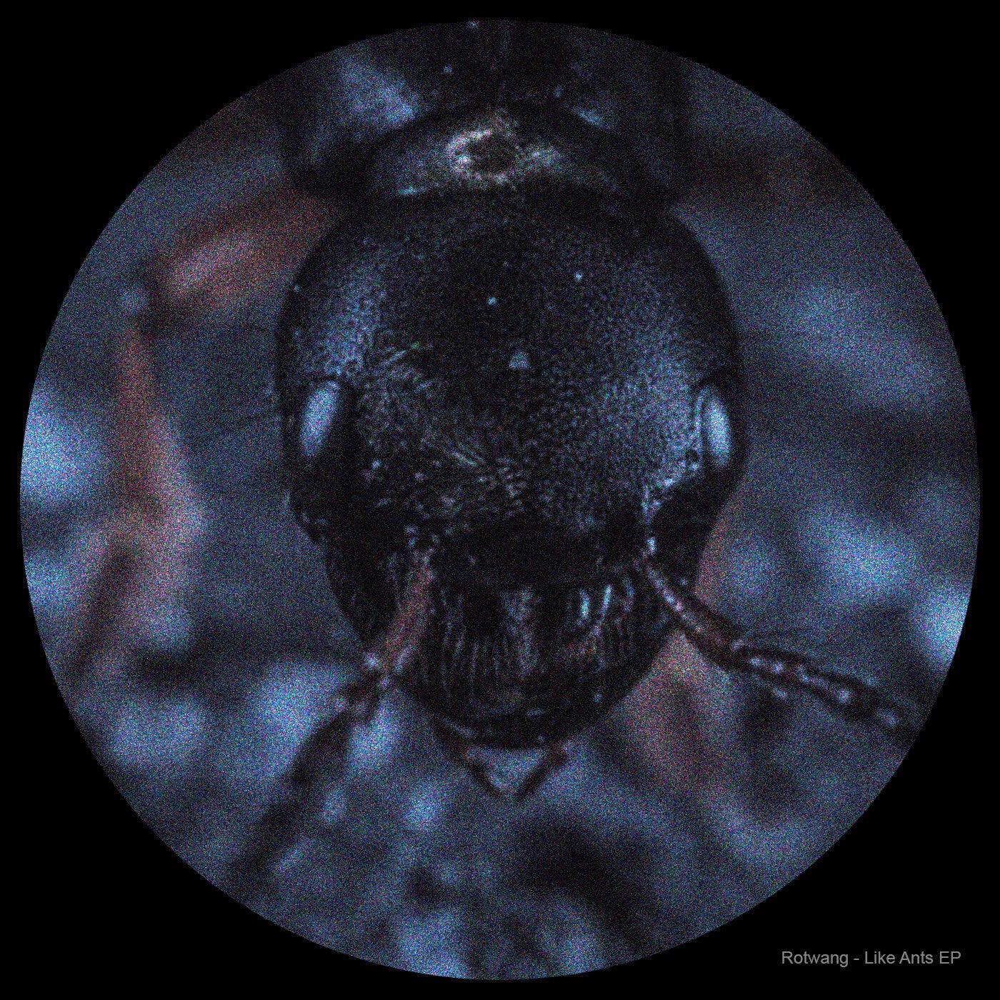 Cover art for Like Ants EP