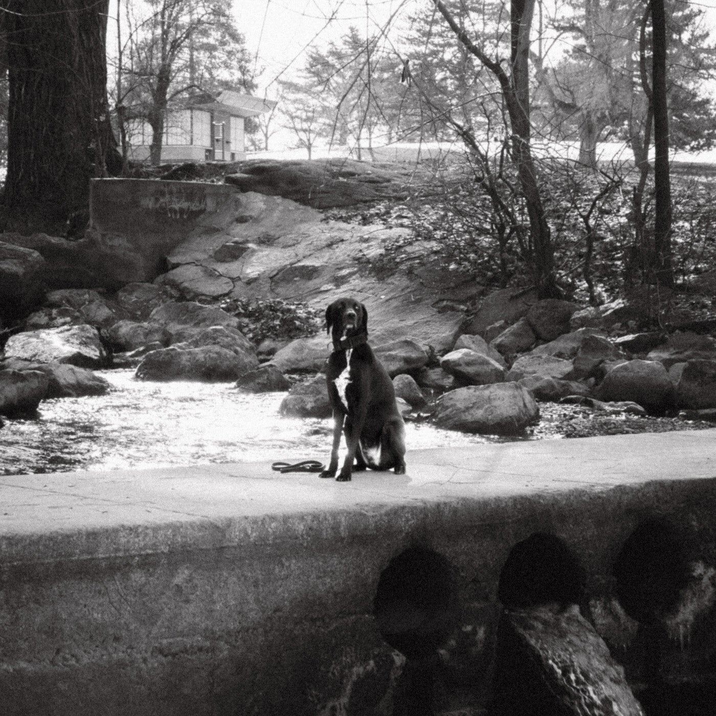 Dogtooth
