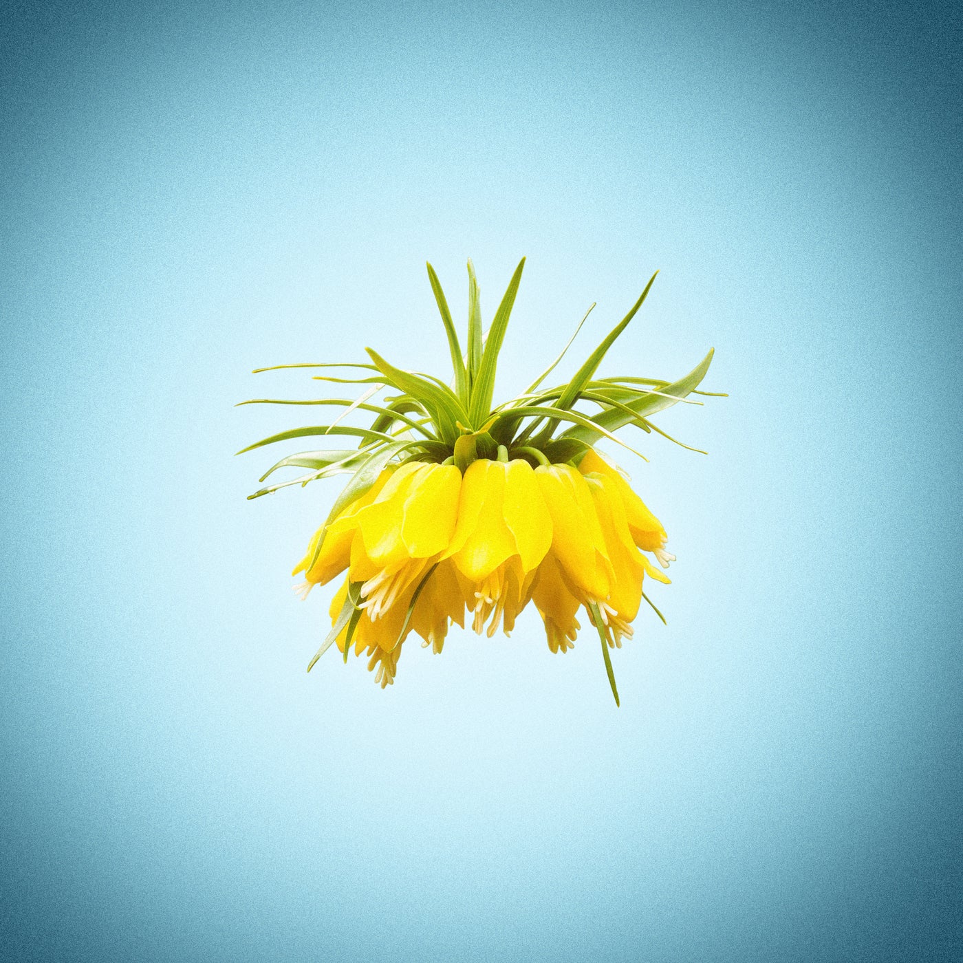 Her Veî