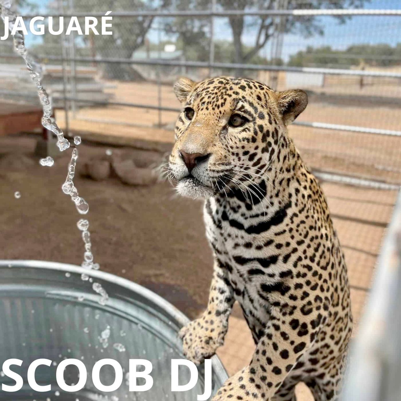 JAGUARE
