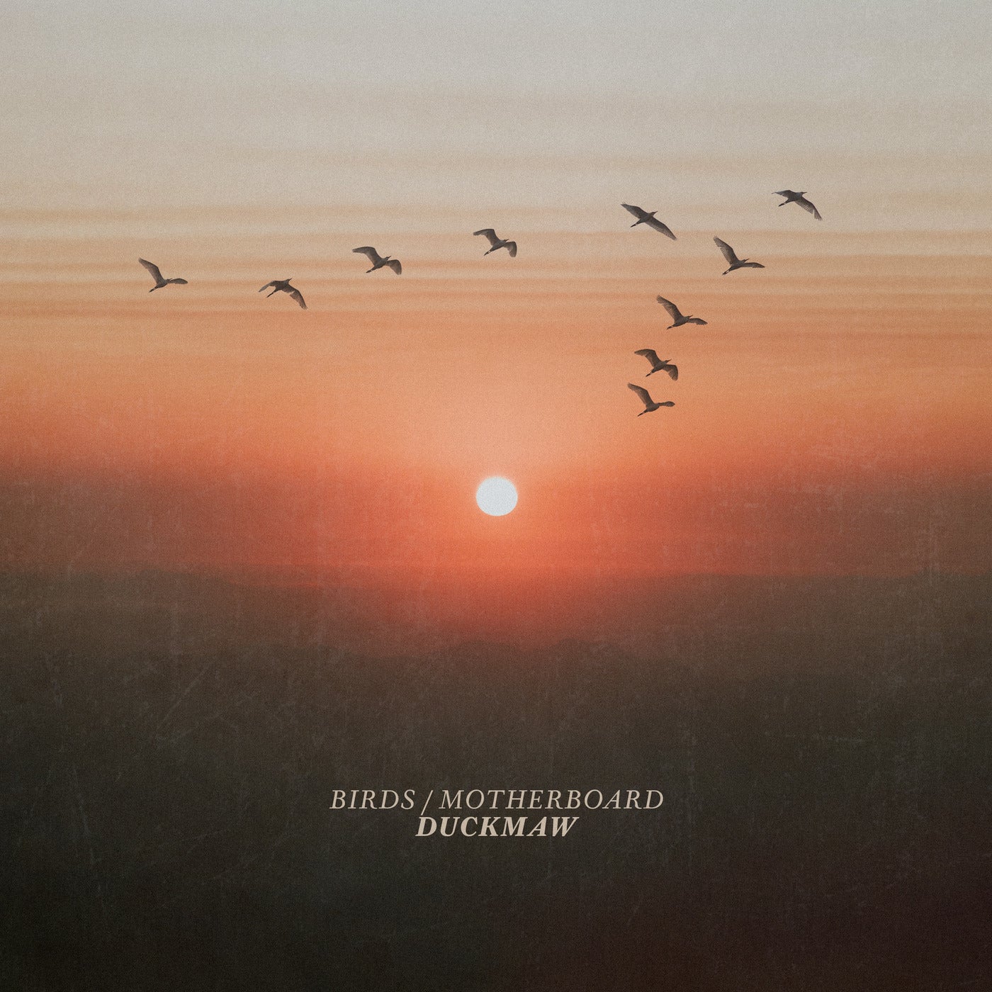 Birds / Motherboard