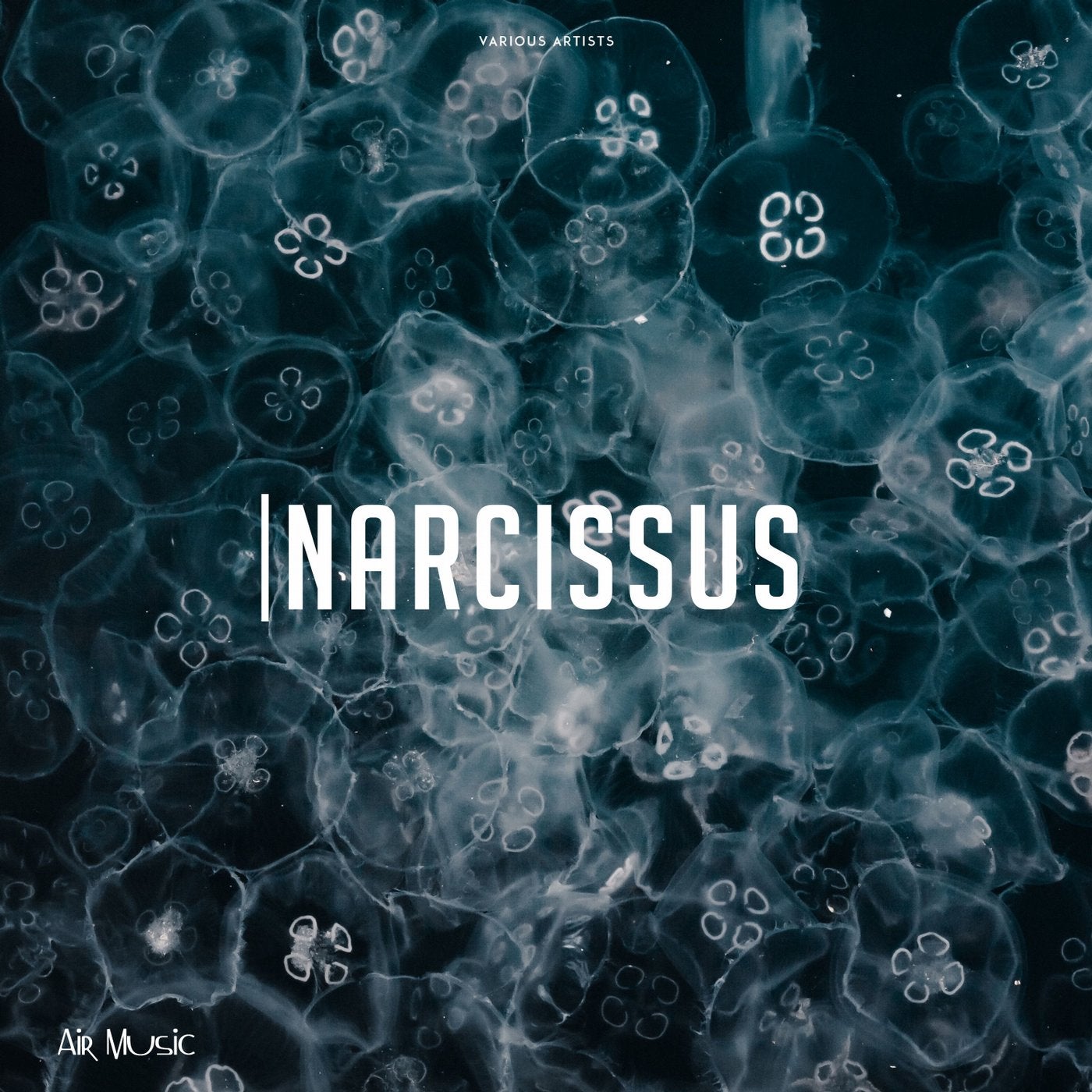 Narcissus