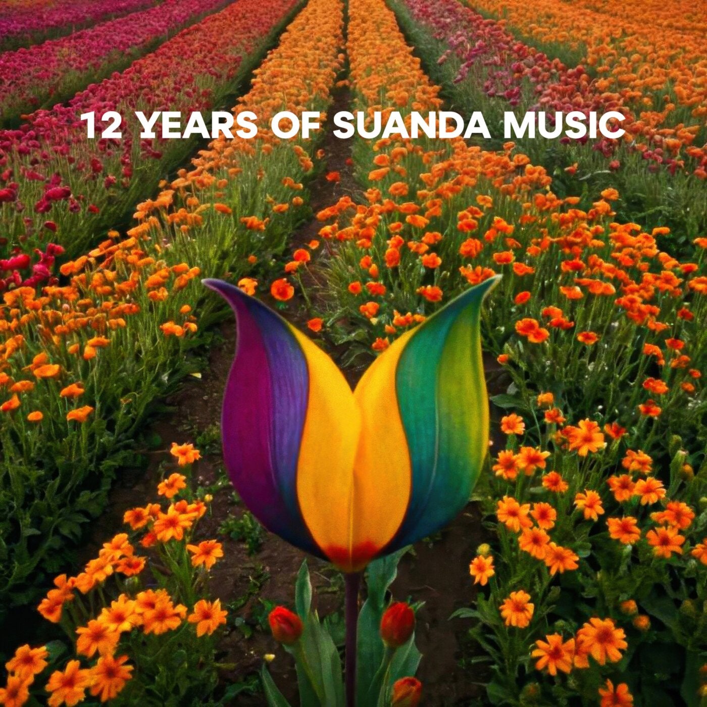 12 Years Of Suanda Music