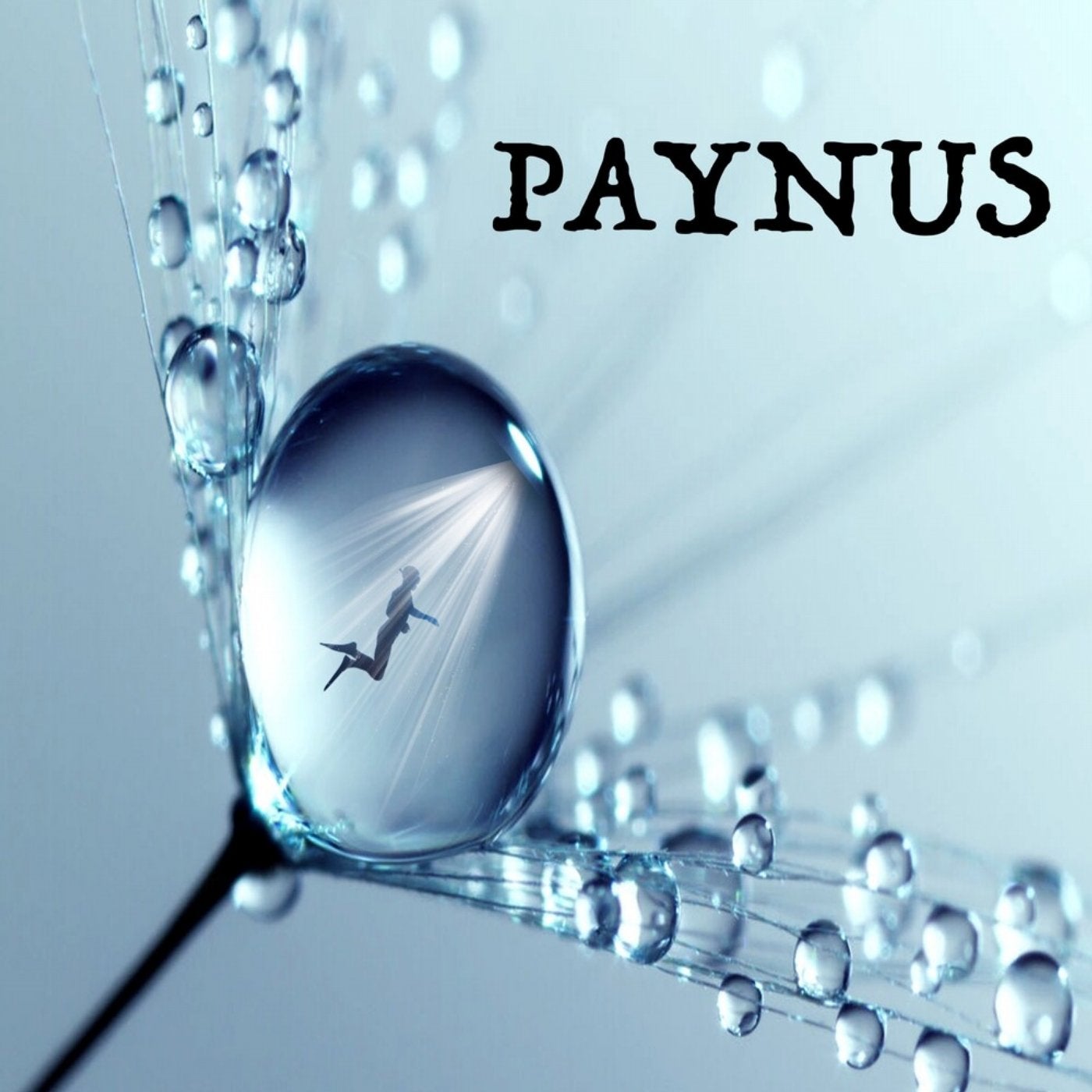 Paynus