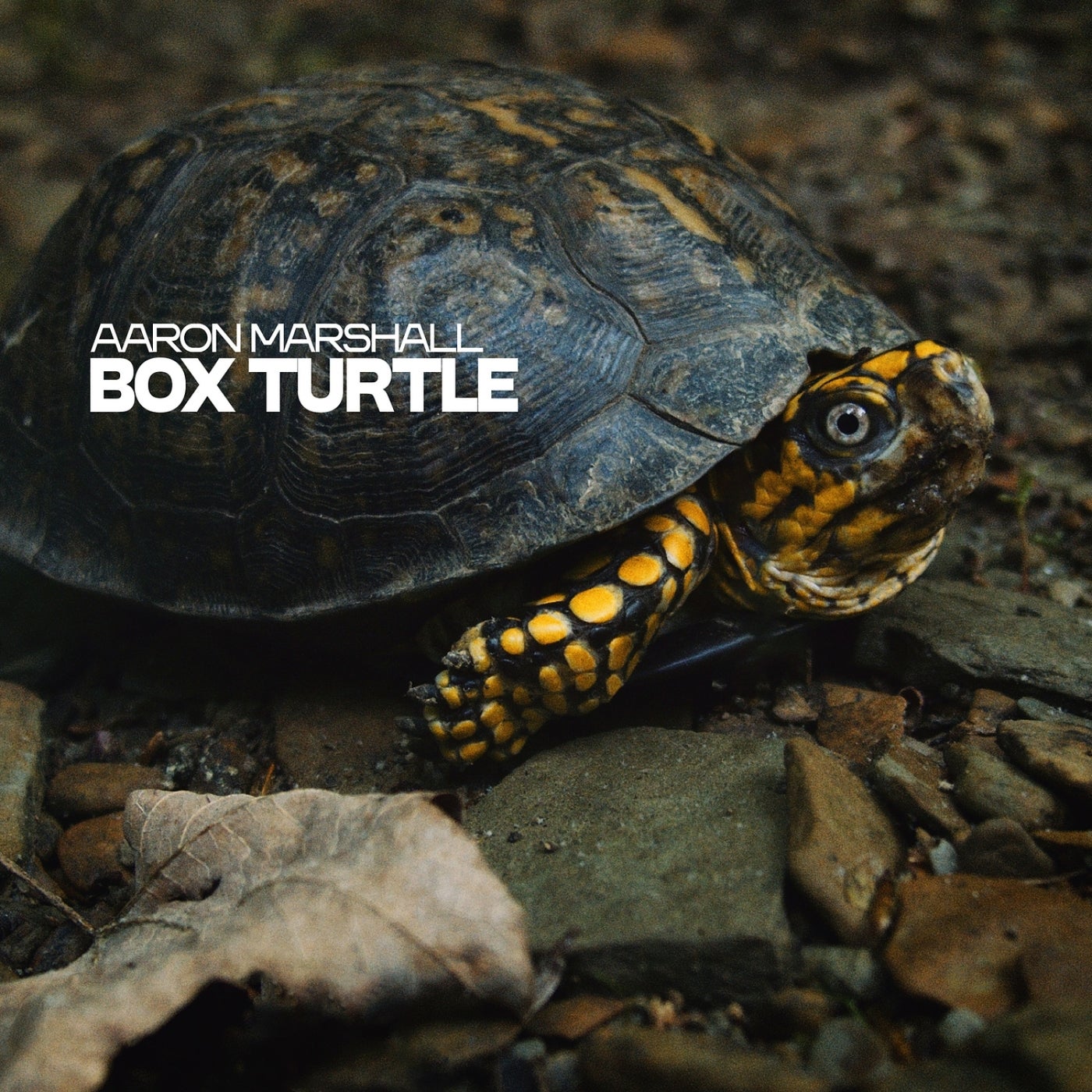 Box Turtle