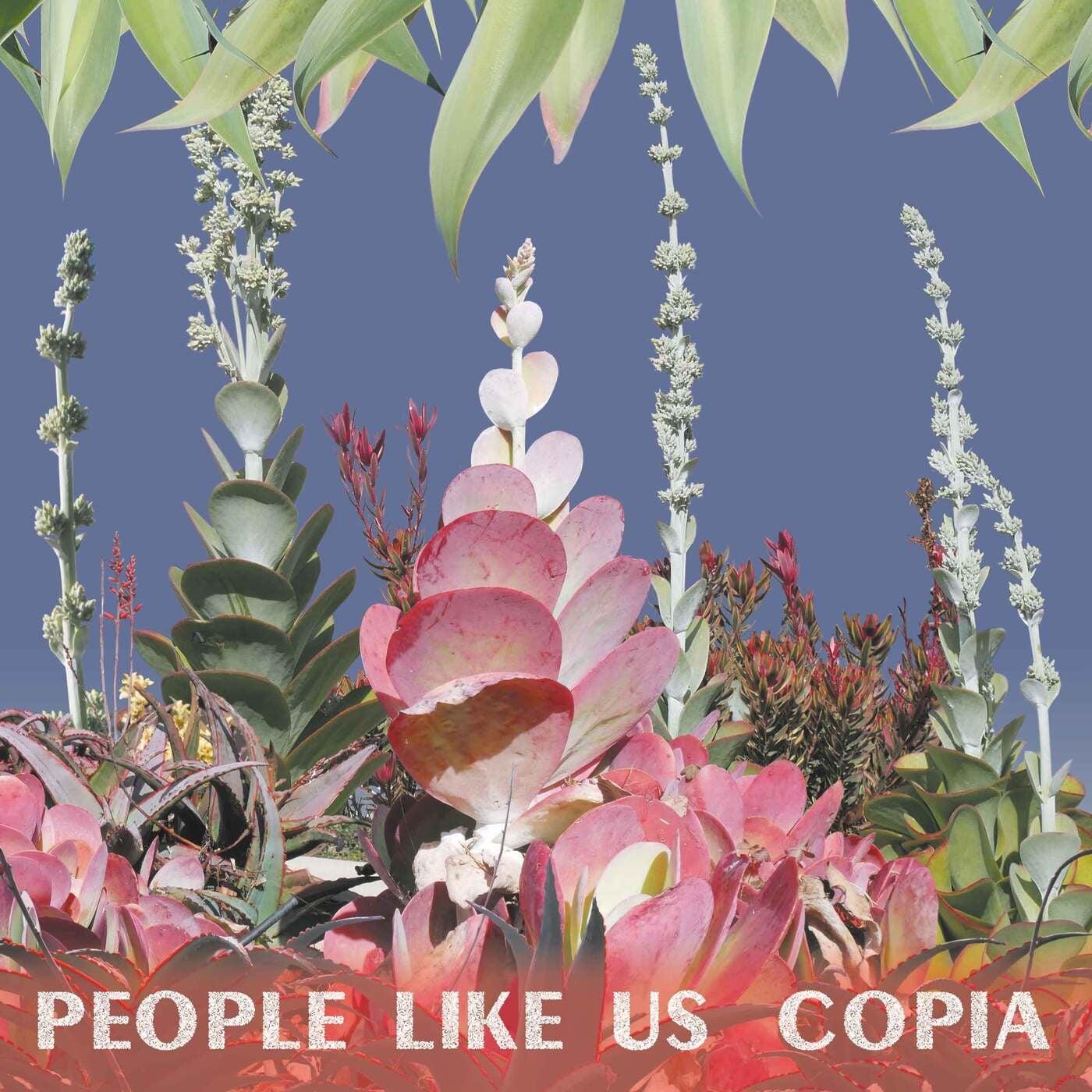Copia