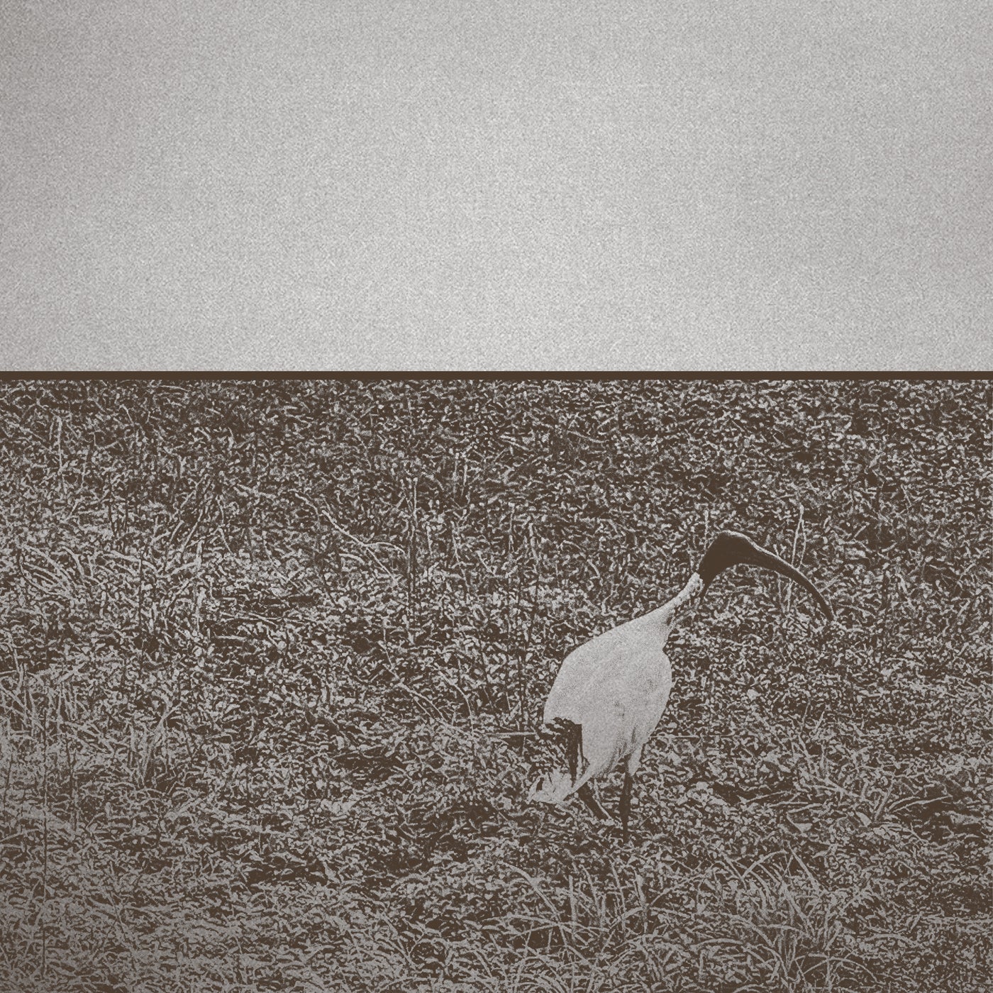 Ibis