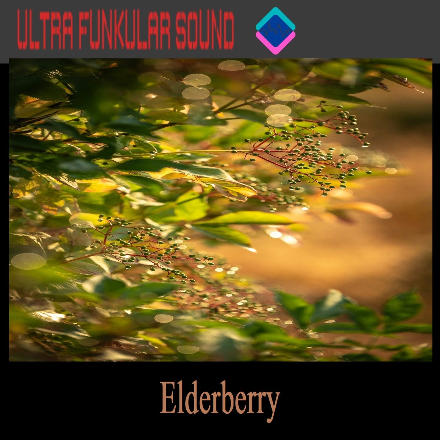Elderberry