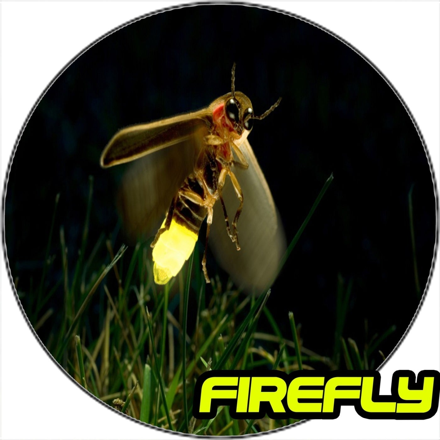 Firefly