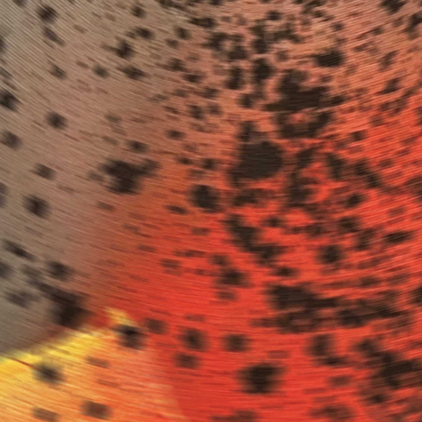 Pareidolia III