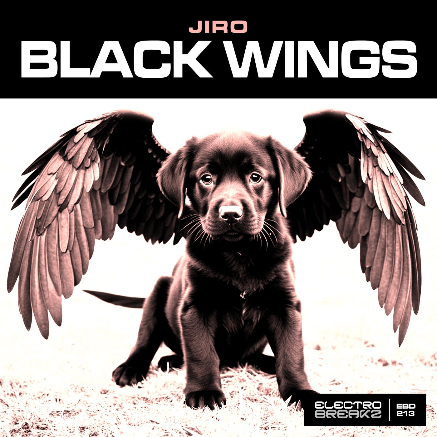 Black Wings