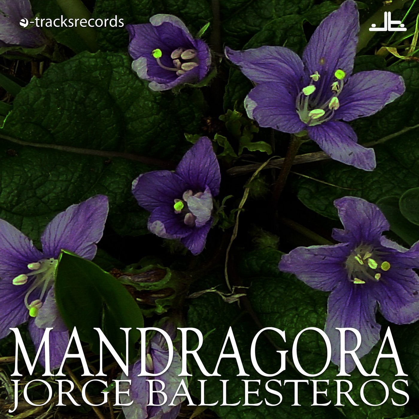 Mandragora