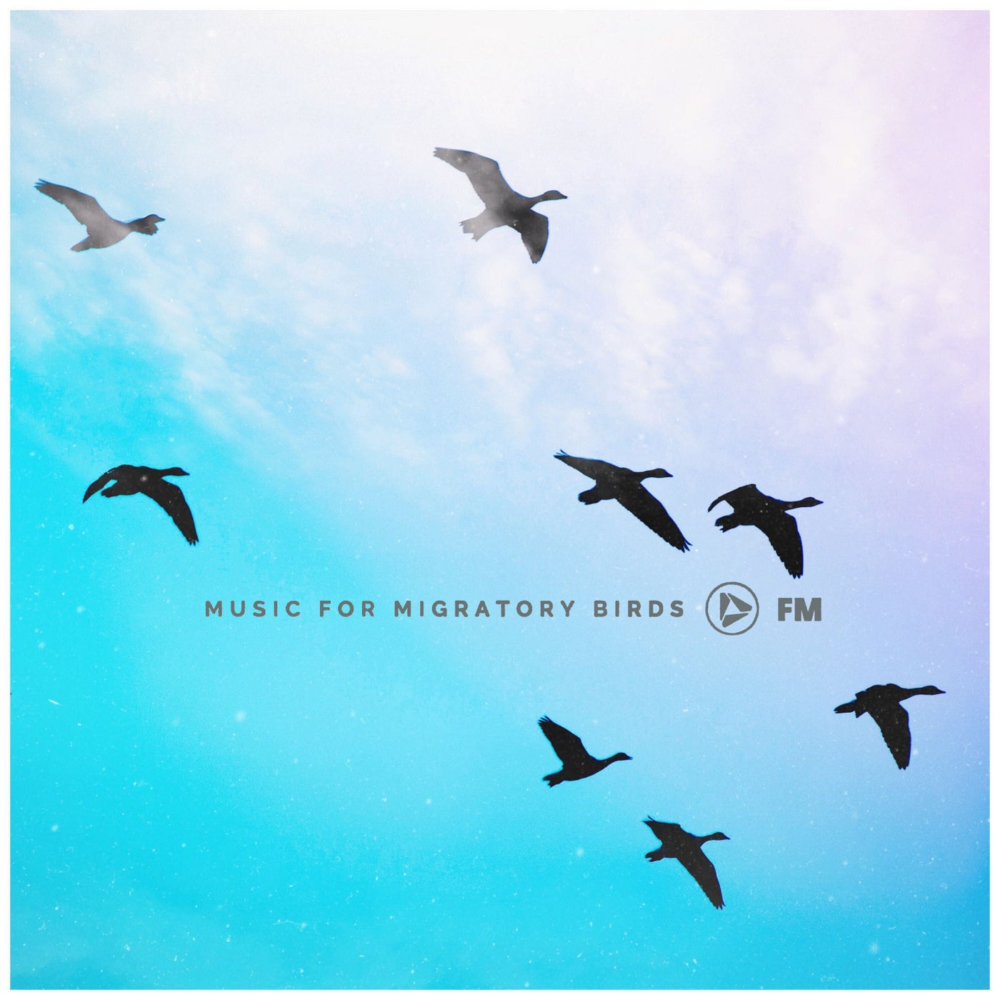 Music for Migratory Birds